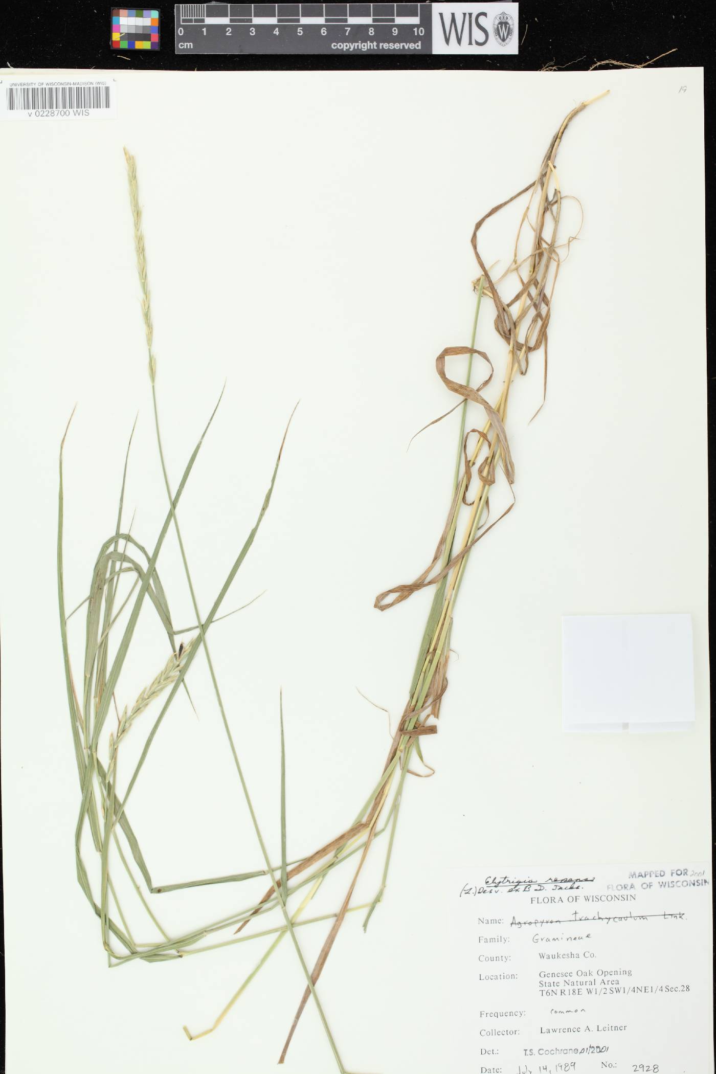 Elymus repens image