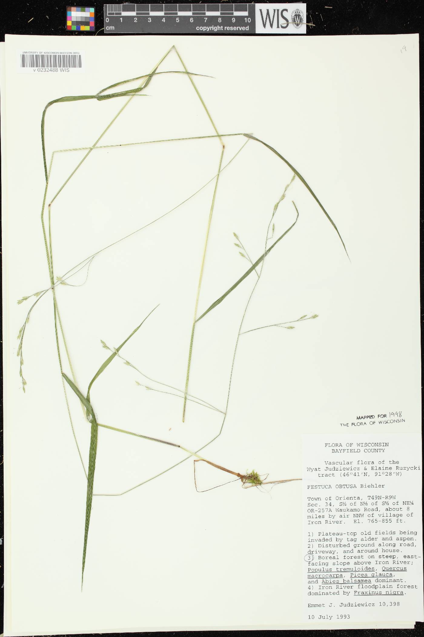 Festuca subverticillata image