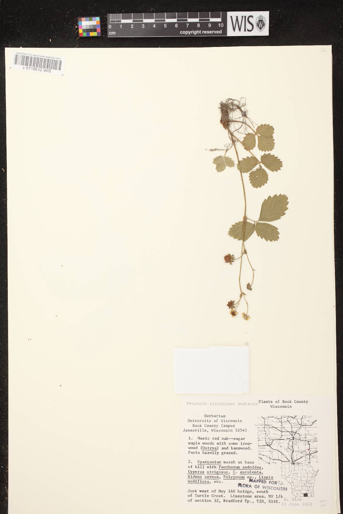 Fragaria virginiana image