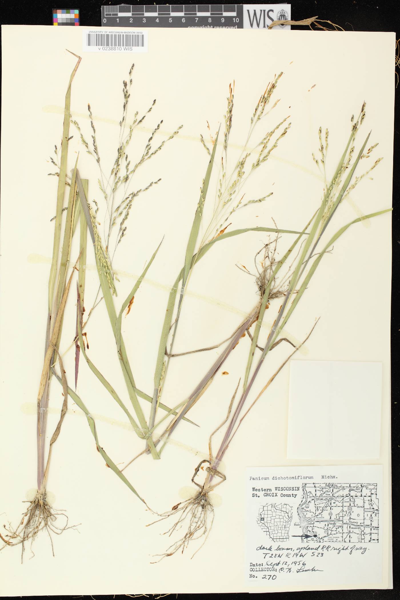 Panicum dichotomiflorum subsp. dichotomiflorum image