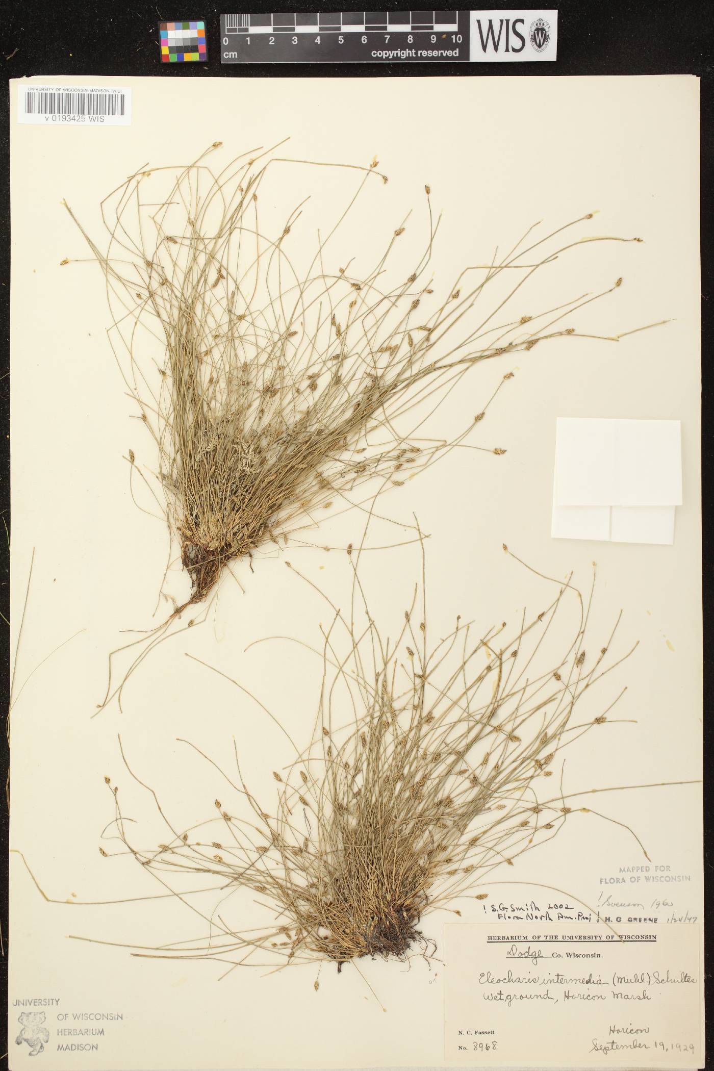 Eleocharis intermedia image