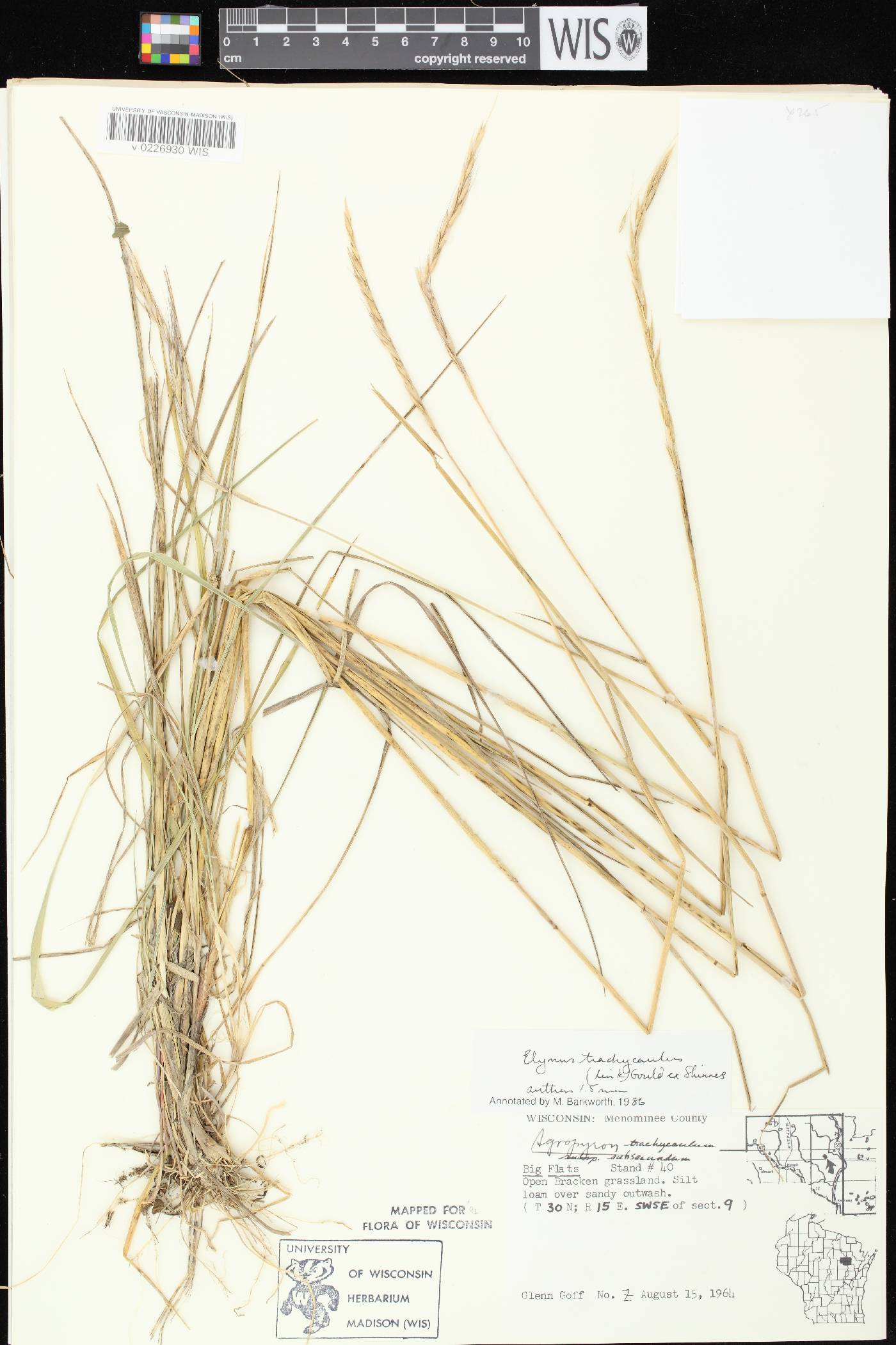 Elymus trachycaulus subsp. subsecundus image