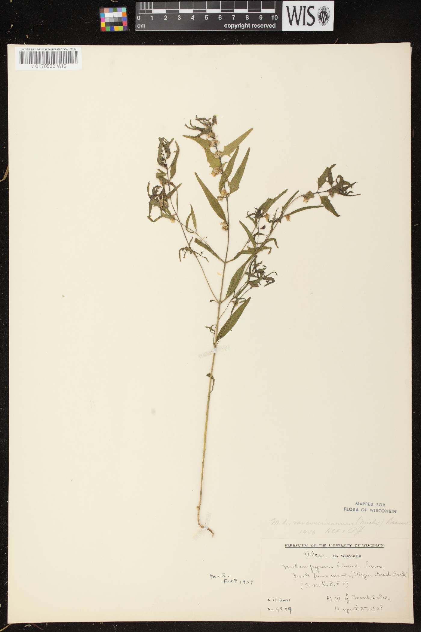 Melampyrum lineare image