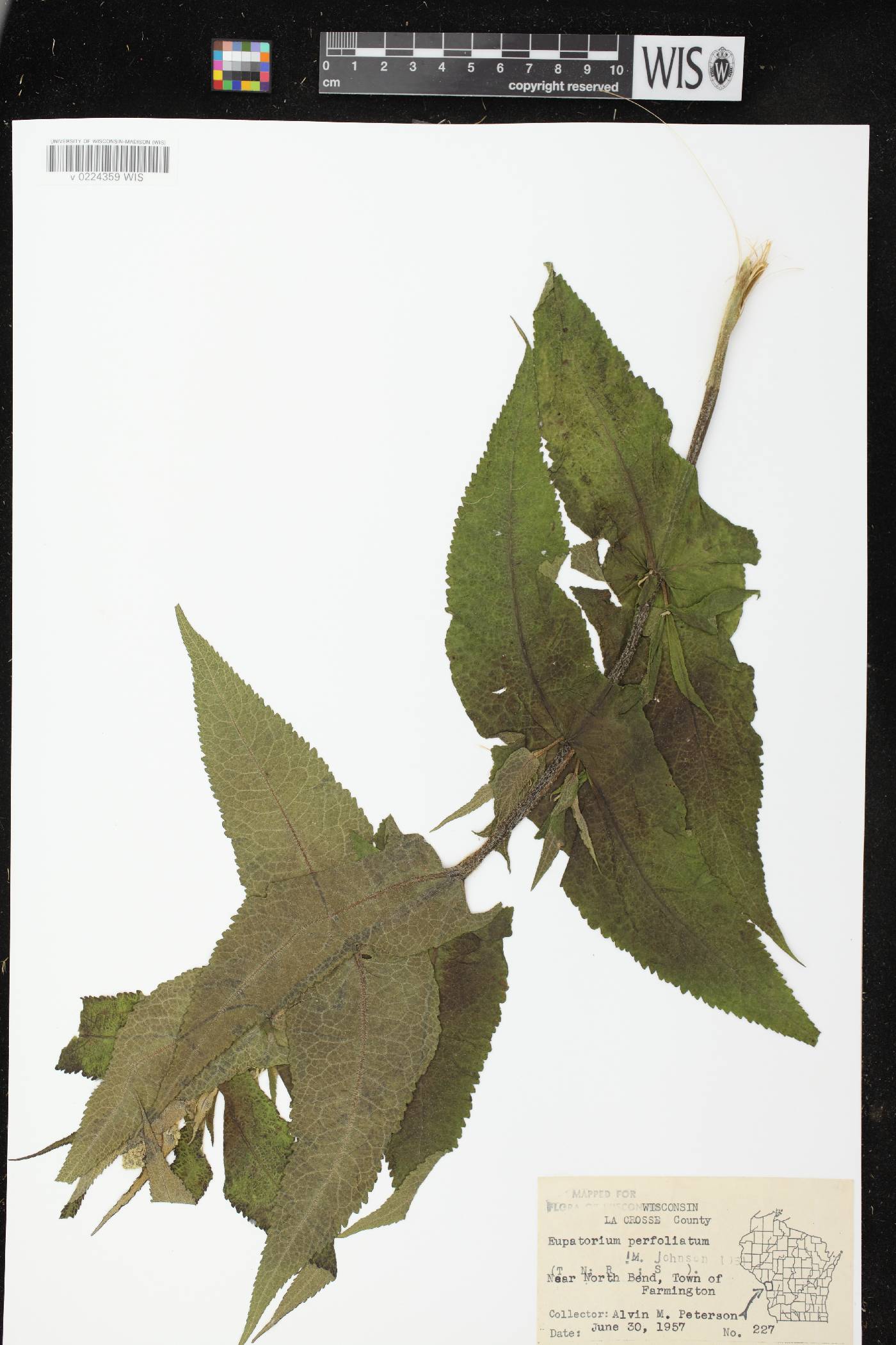 Eupatorium perfoliatum image