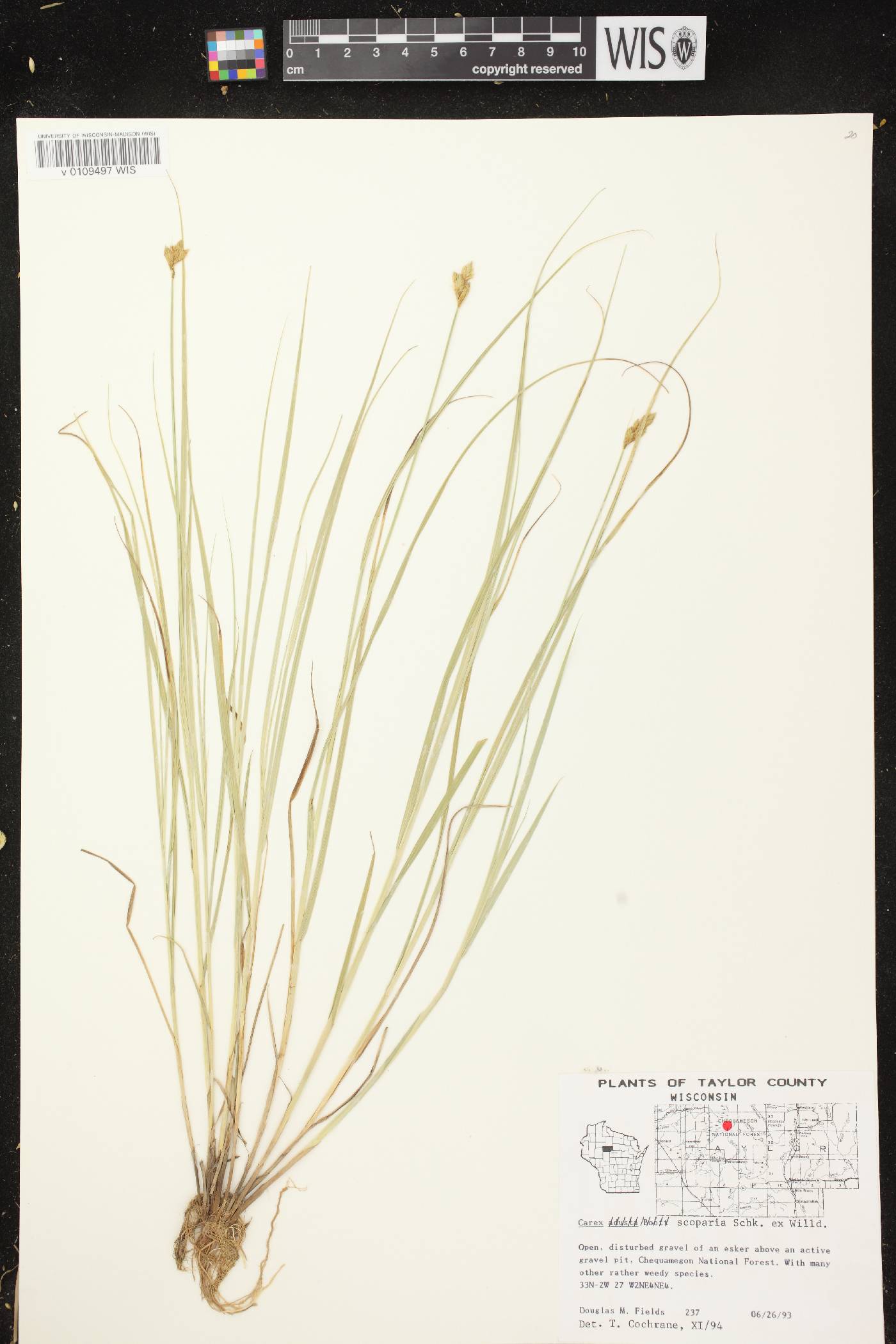 Carex scoparia var. scoparia image