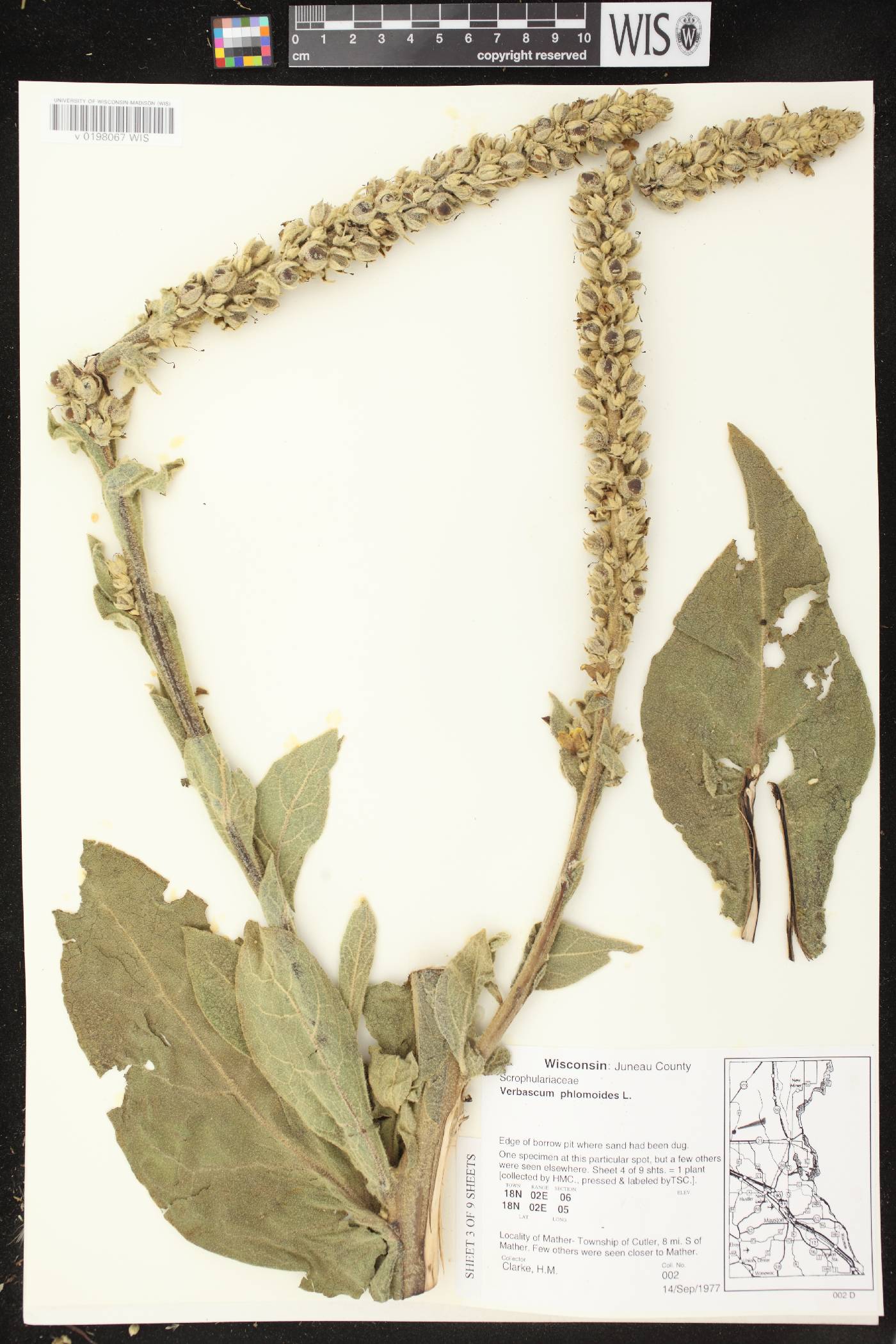 Verbascum phlomoides image