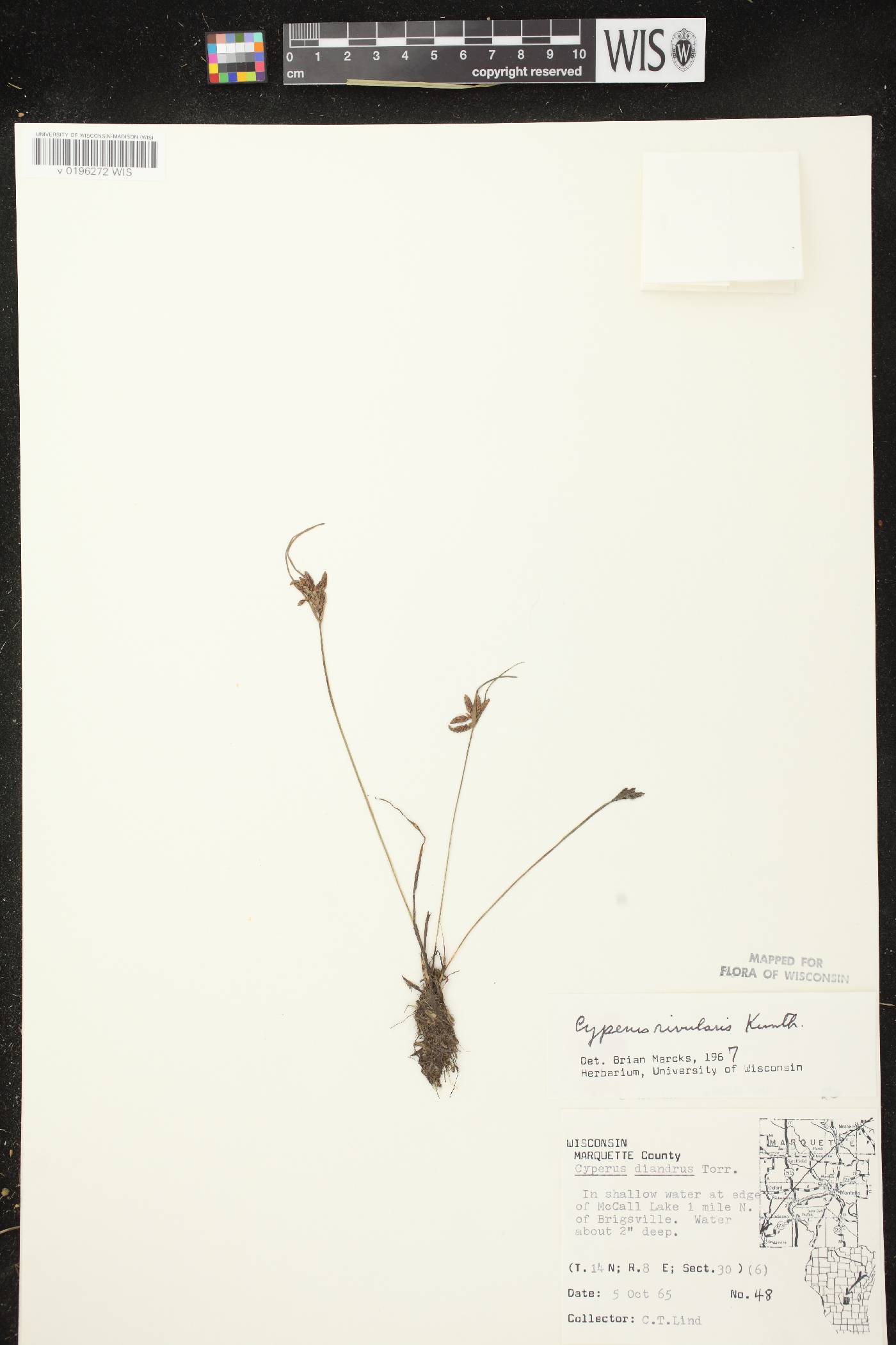 Cyperus bipartitus image
