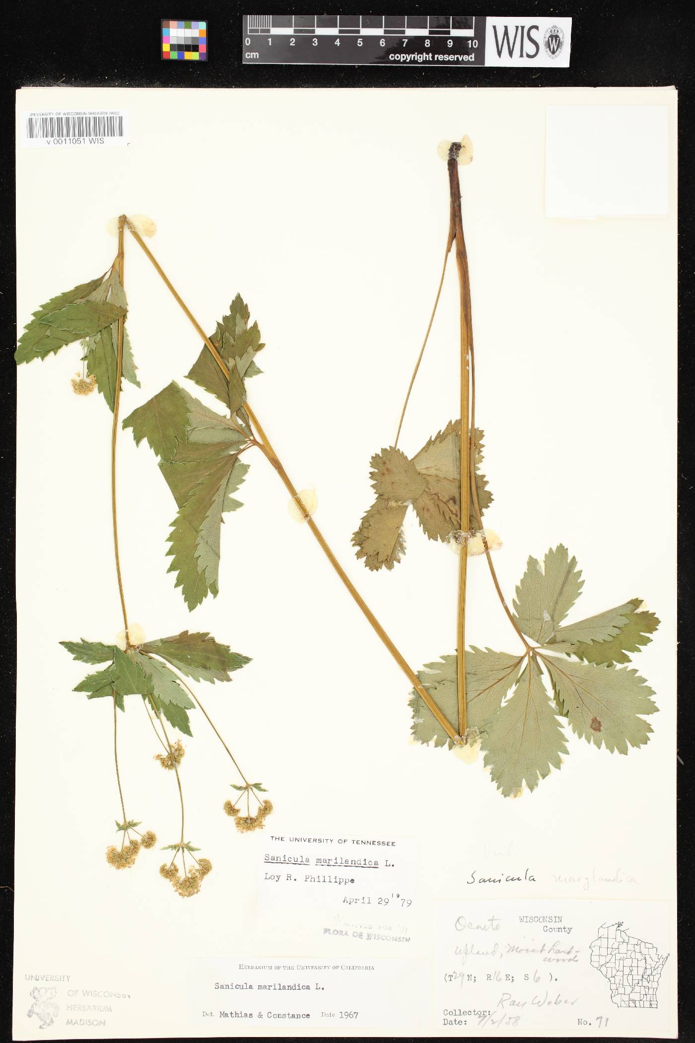 Sanicula marilandica image