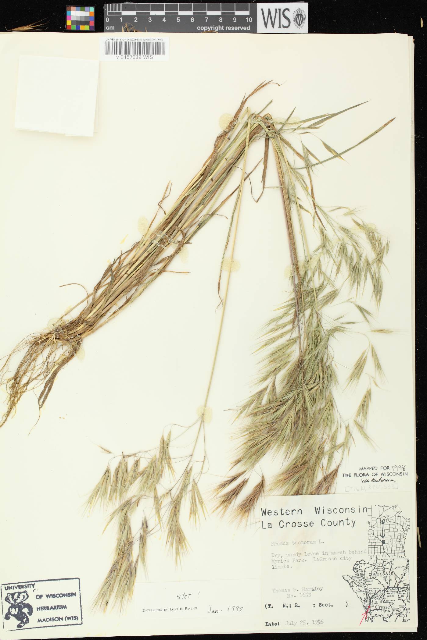 Bromus tectorum image