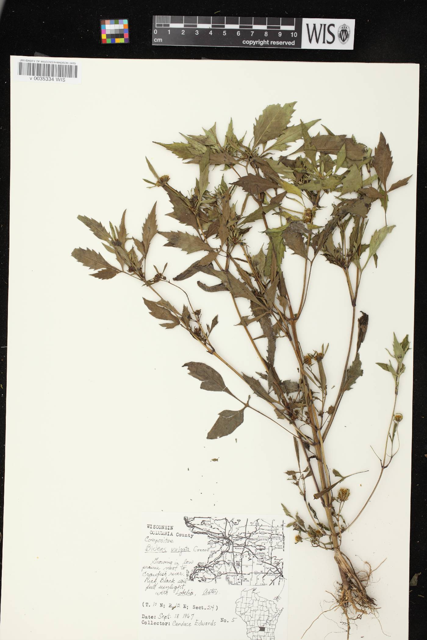 Bidens vulgata image
