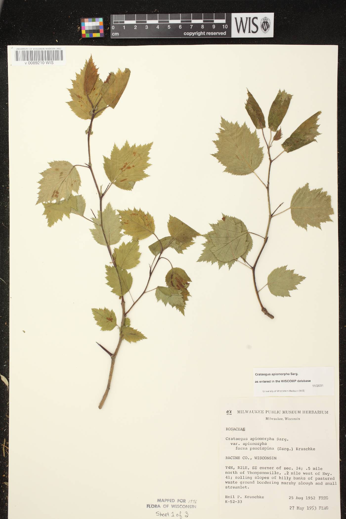 Crataegus fluviatilis image