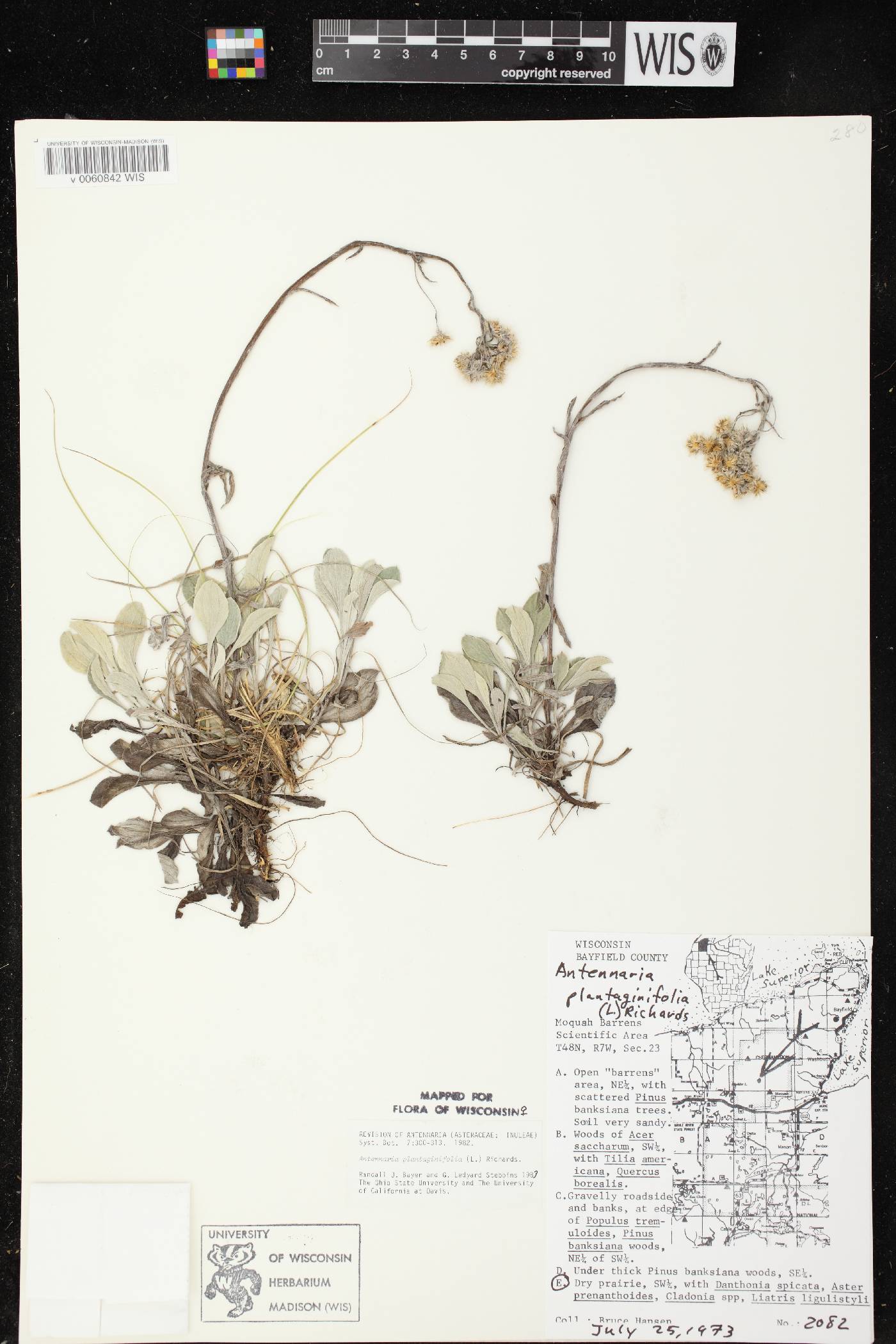 Antennaria plantaginifolia image