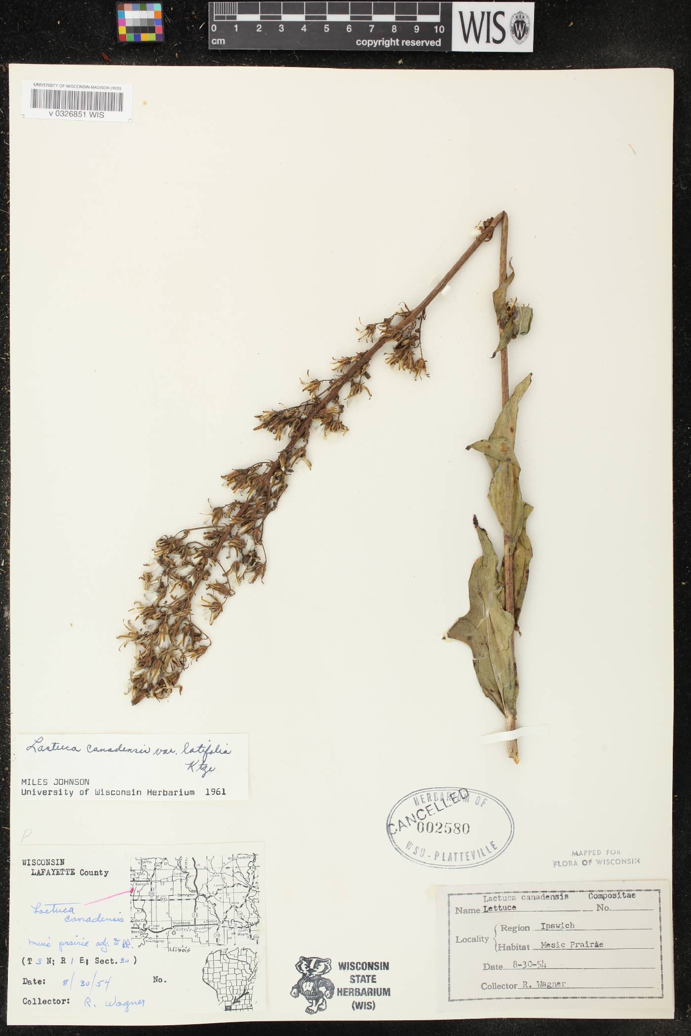 Lactuca canadensis image