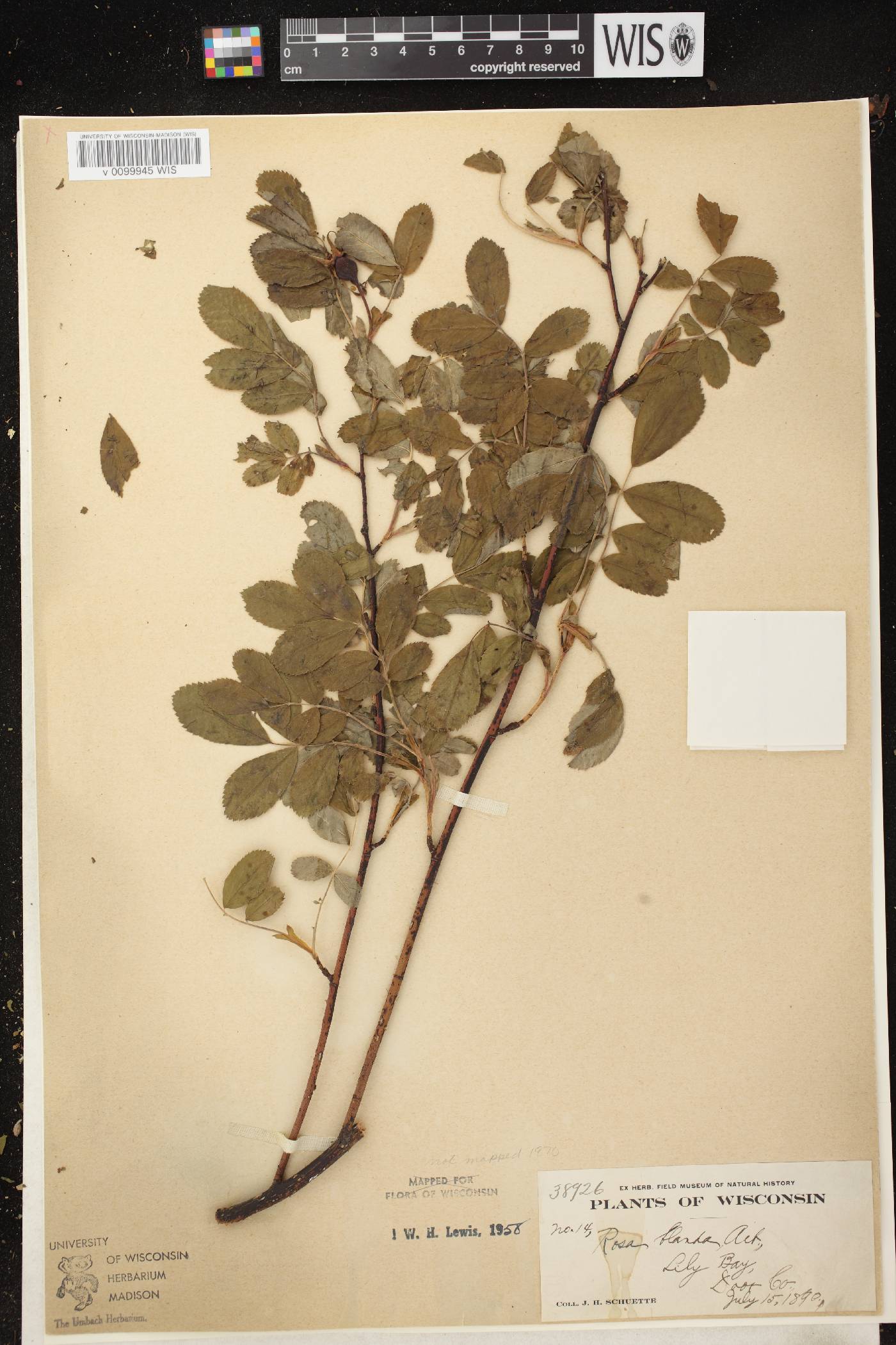 Rosa blanda image