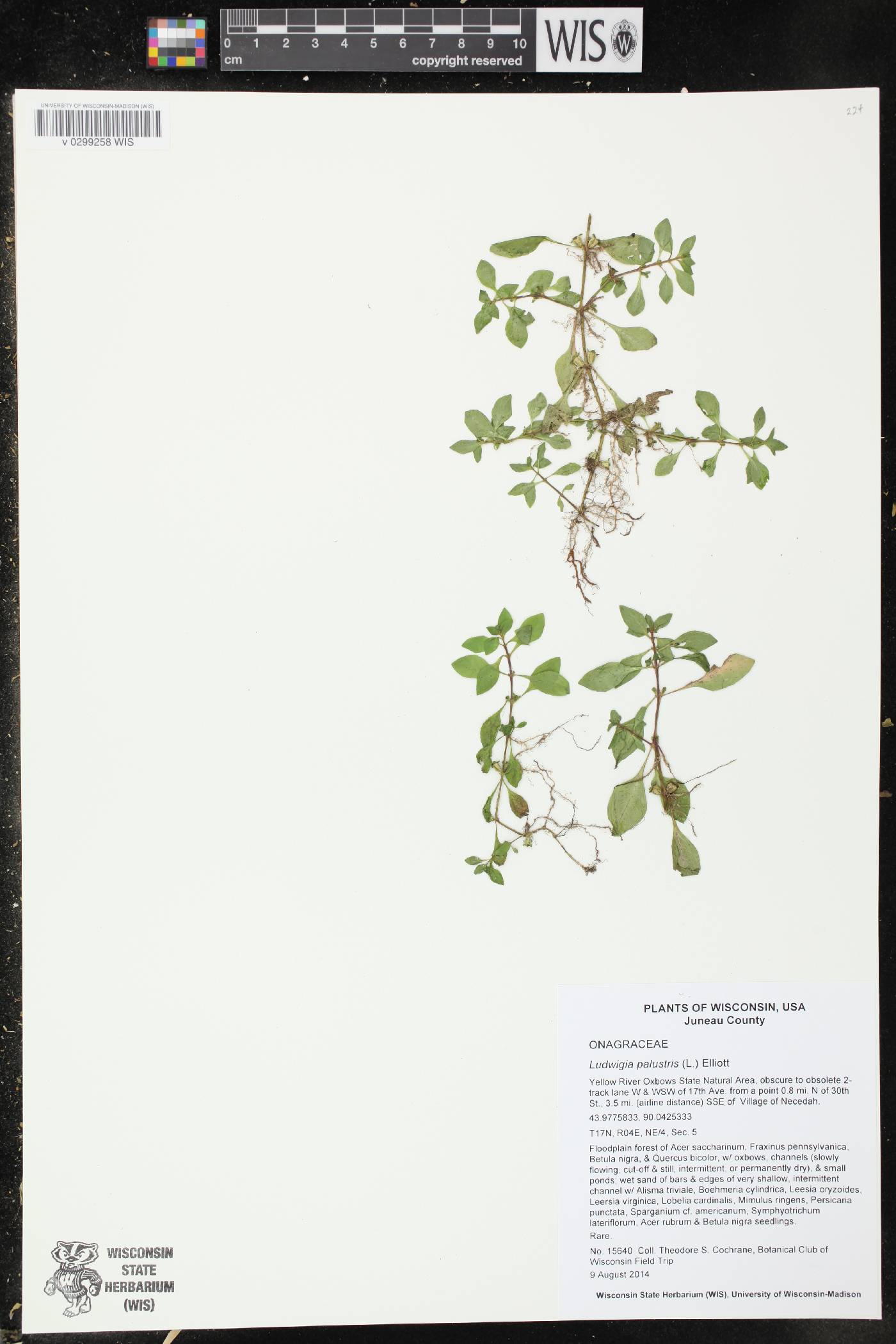 Ludwigia palustris image