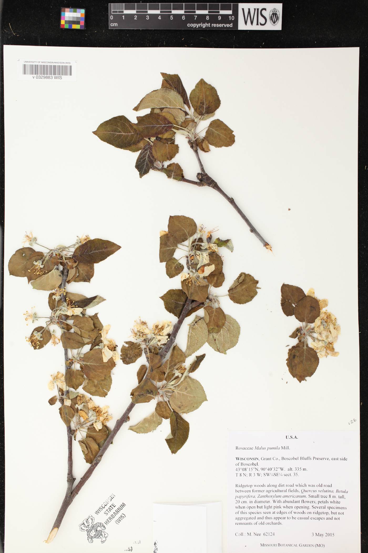 Malus pumila image