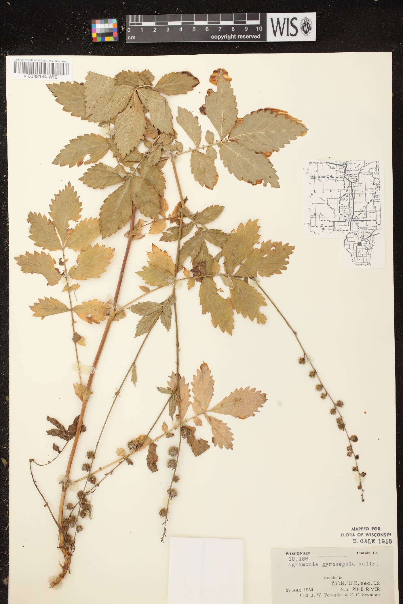 Agrimonia gryposepala image