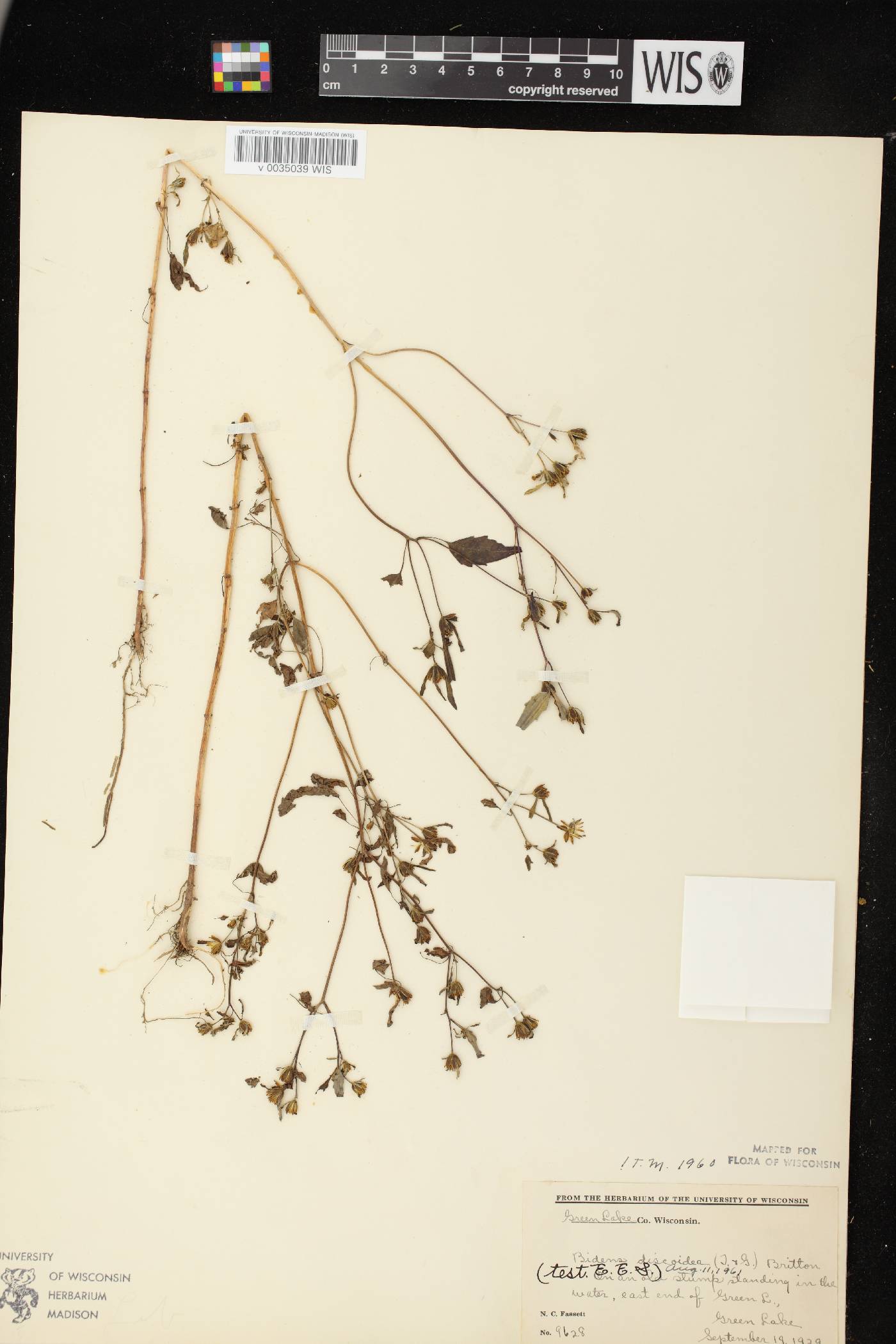 Bidens discoidea image
