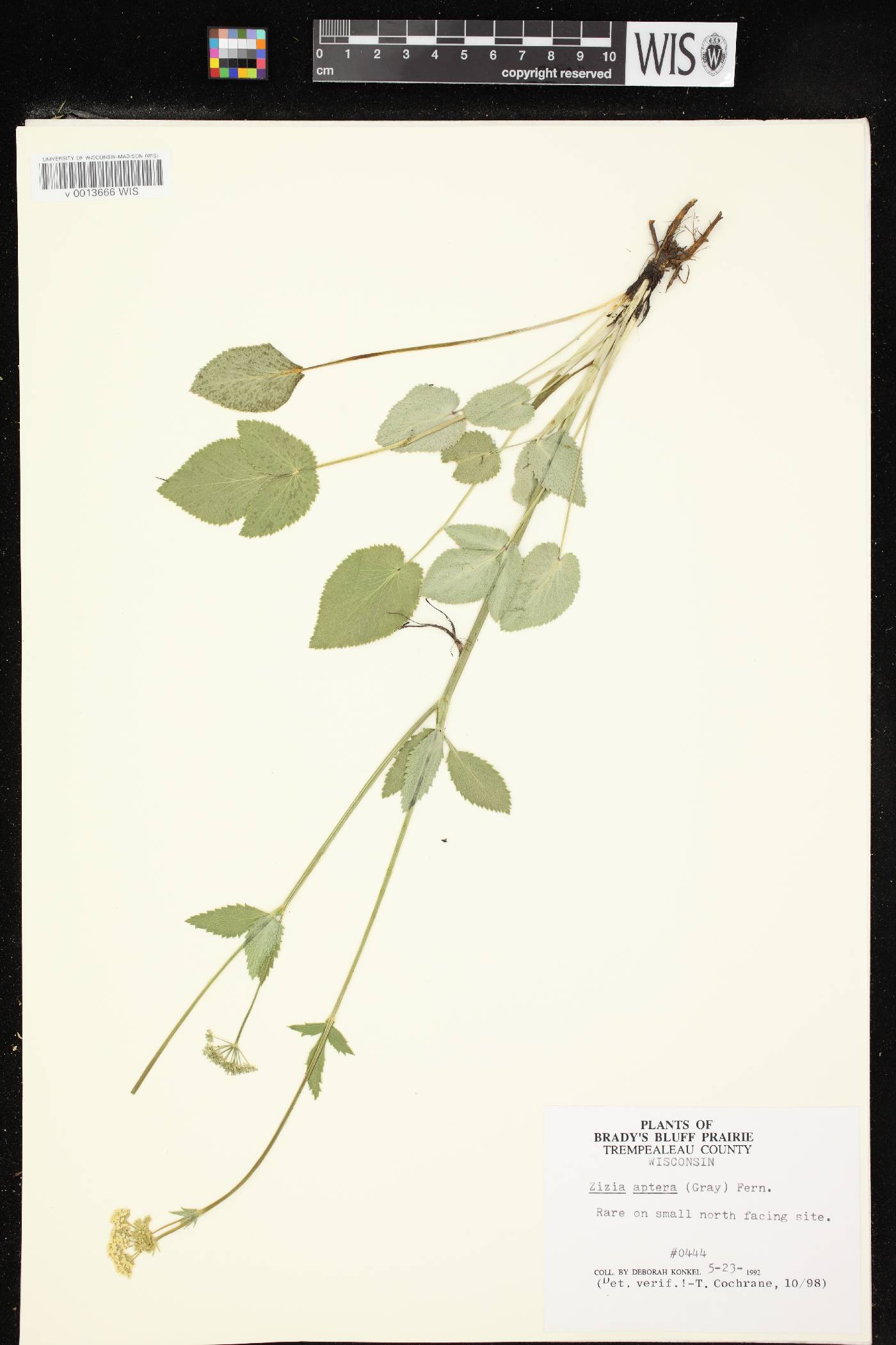 Zizia aptera image