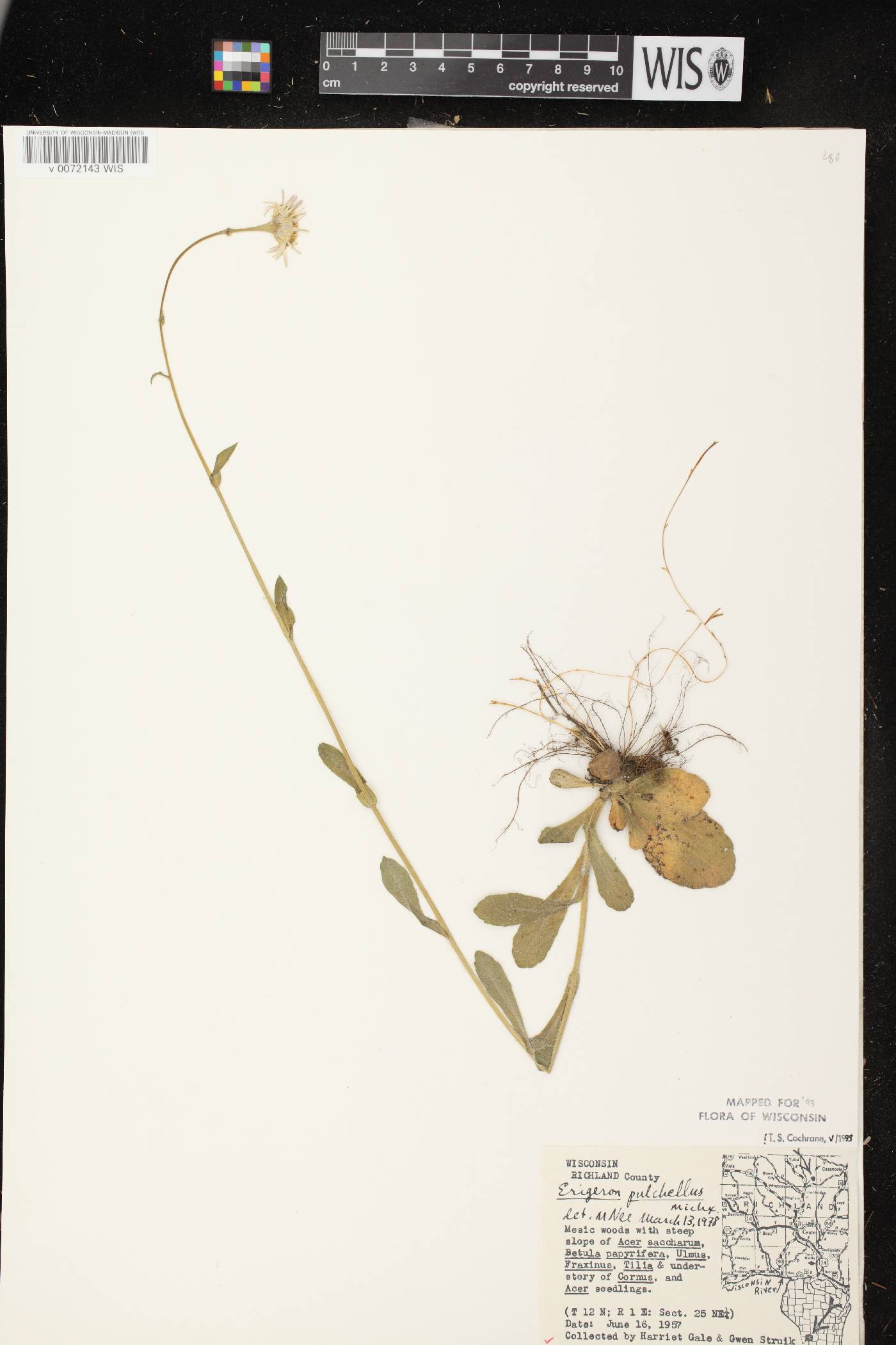 Erigeron pulchellus image