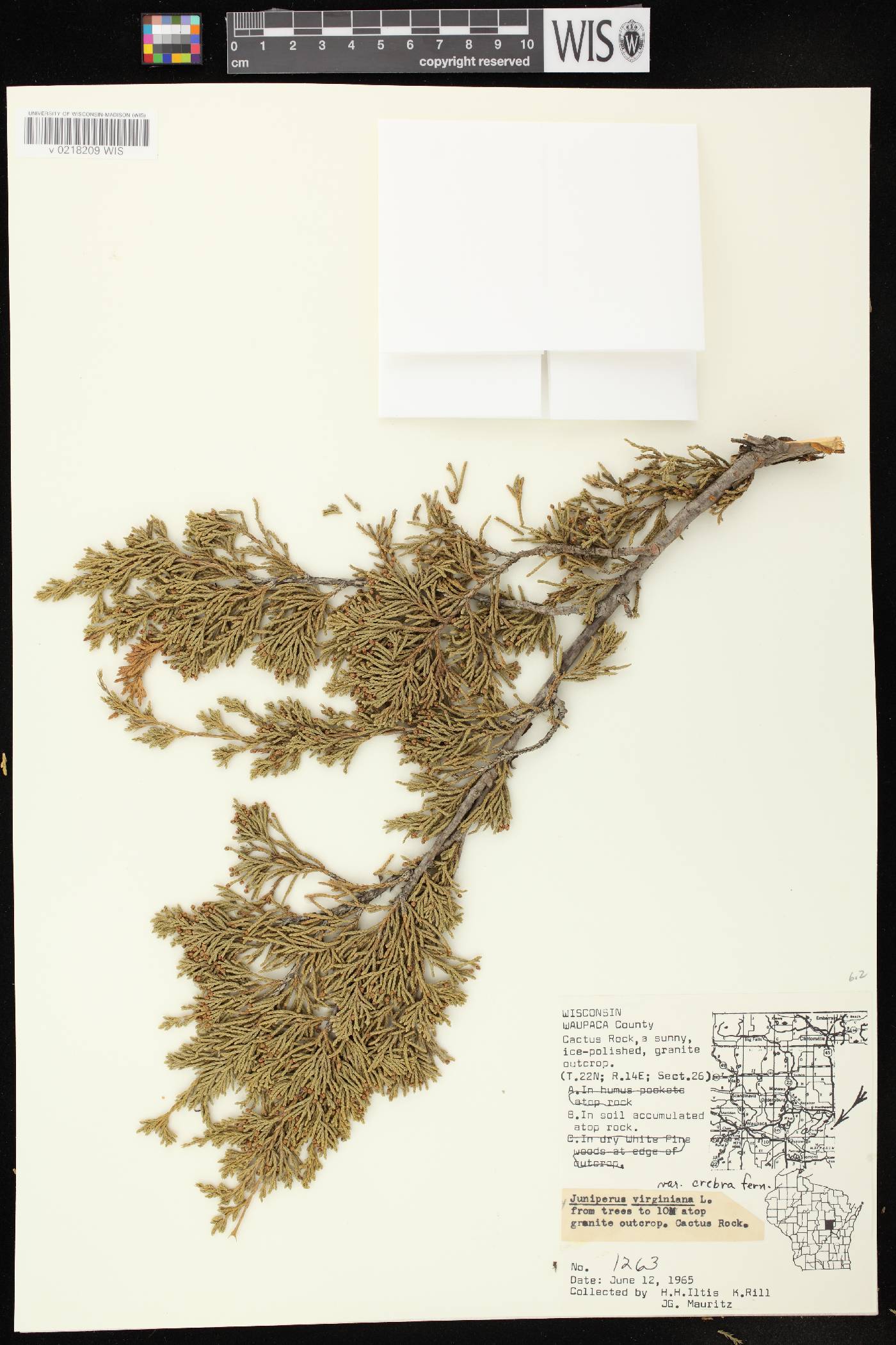 Juniperus virginiana image