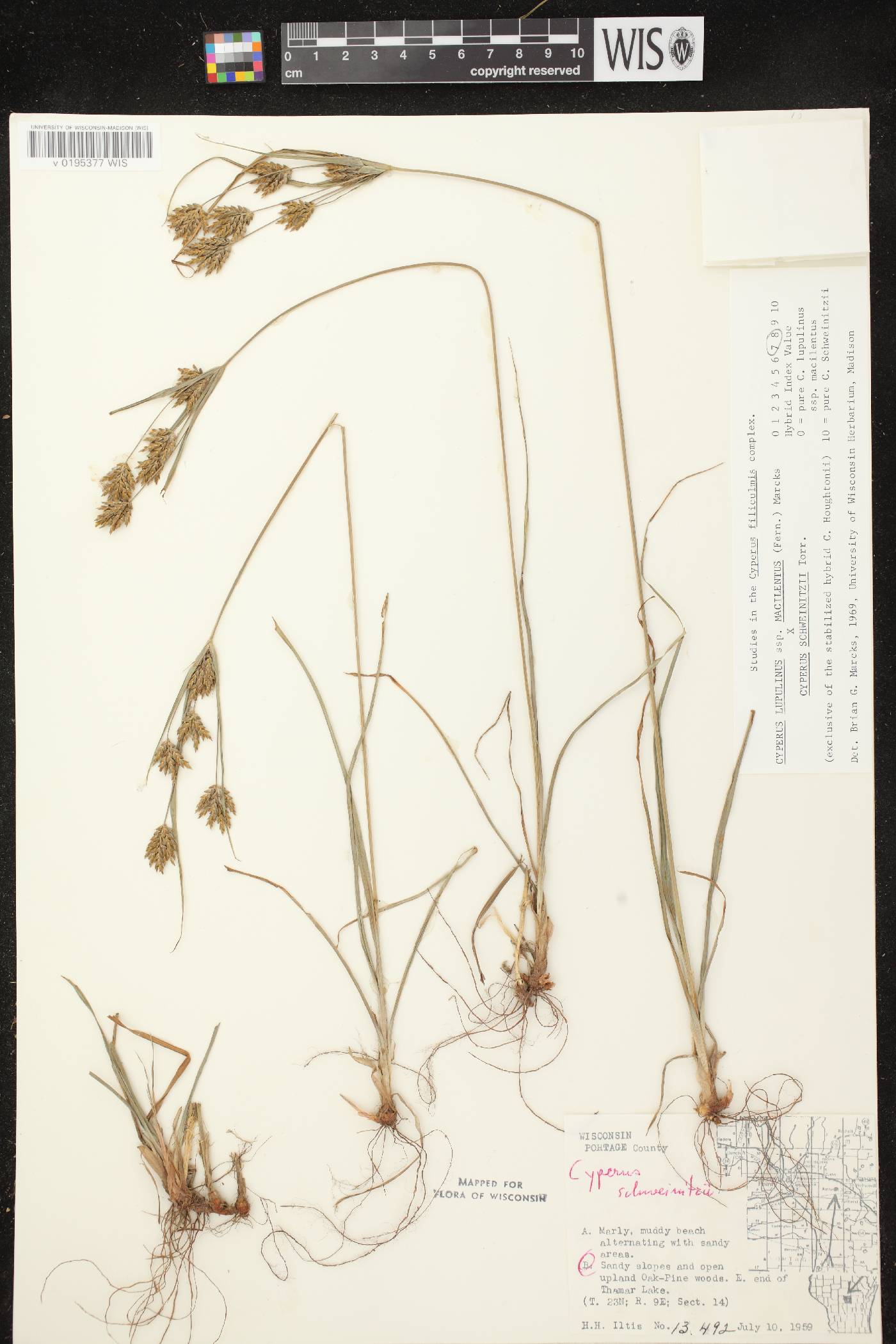 Cyperus lupulinus subsp. macilentus X C. schweinitzii image