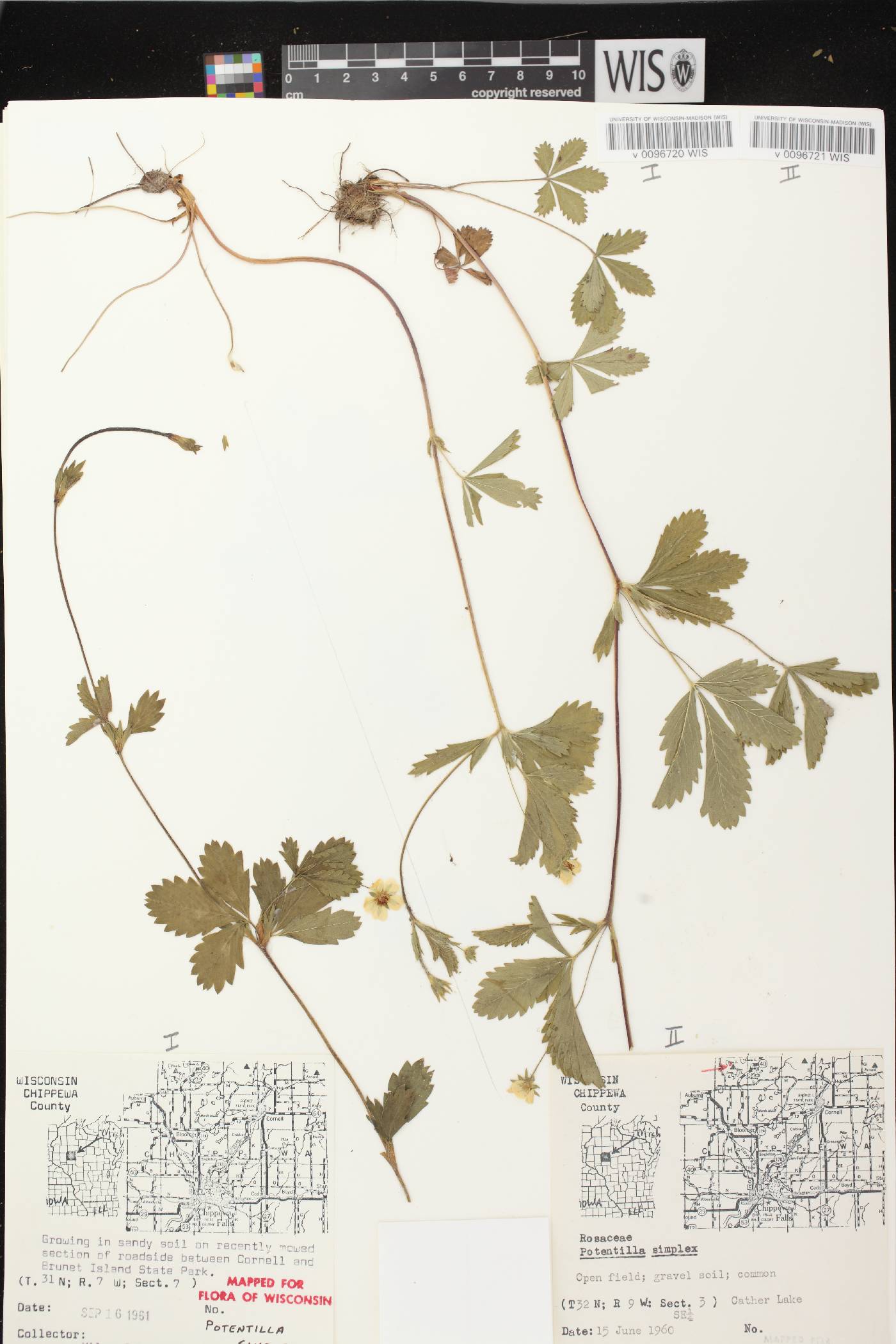 Potentilla simplex image