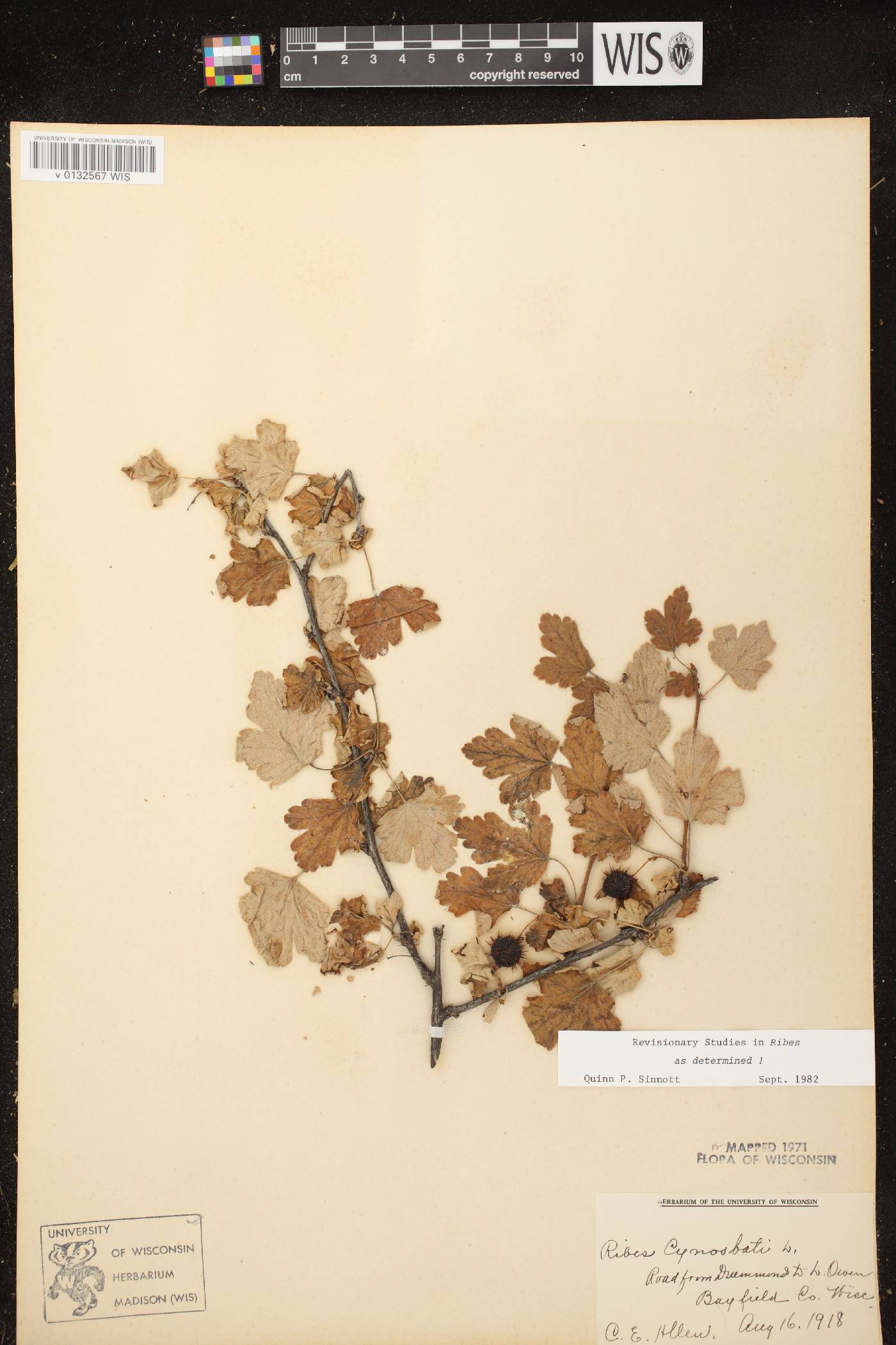 Ribes cynosbati image