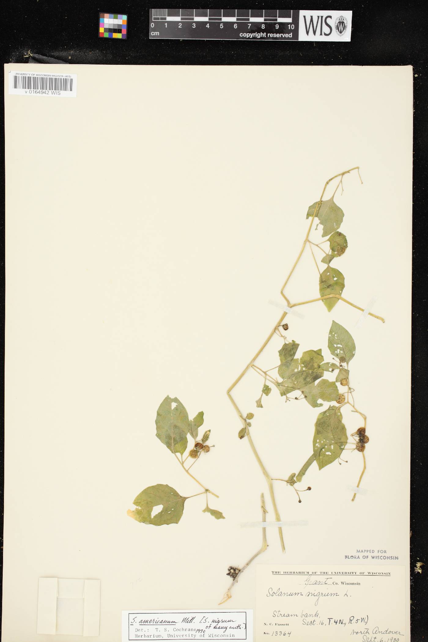 Solanum ptychanthum image