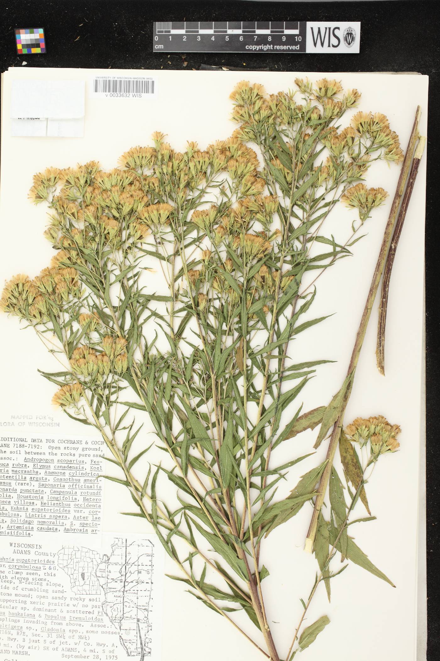 Brickellia eupatorioides image