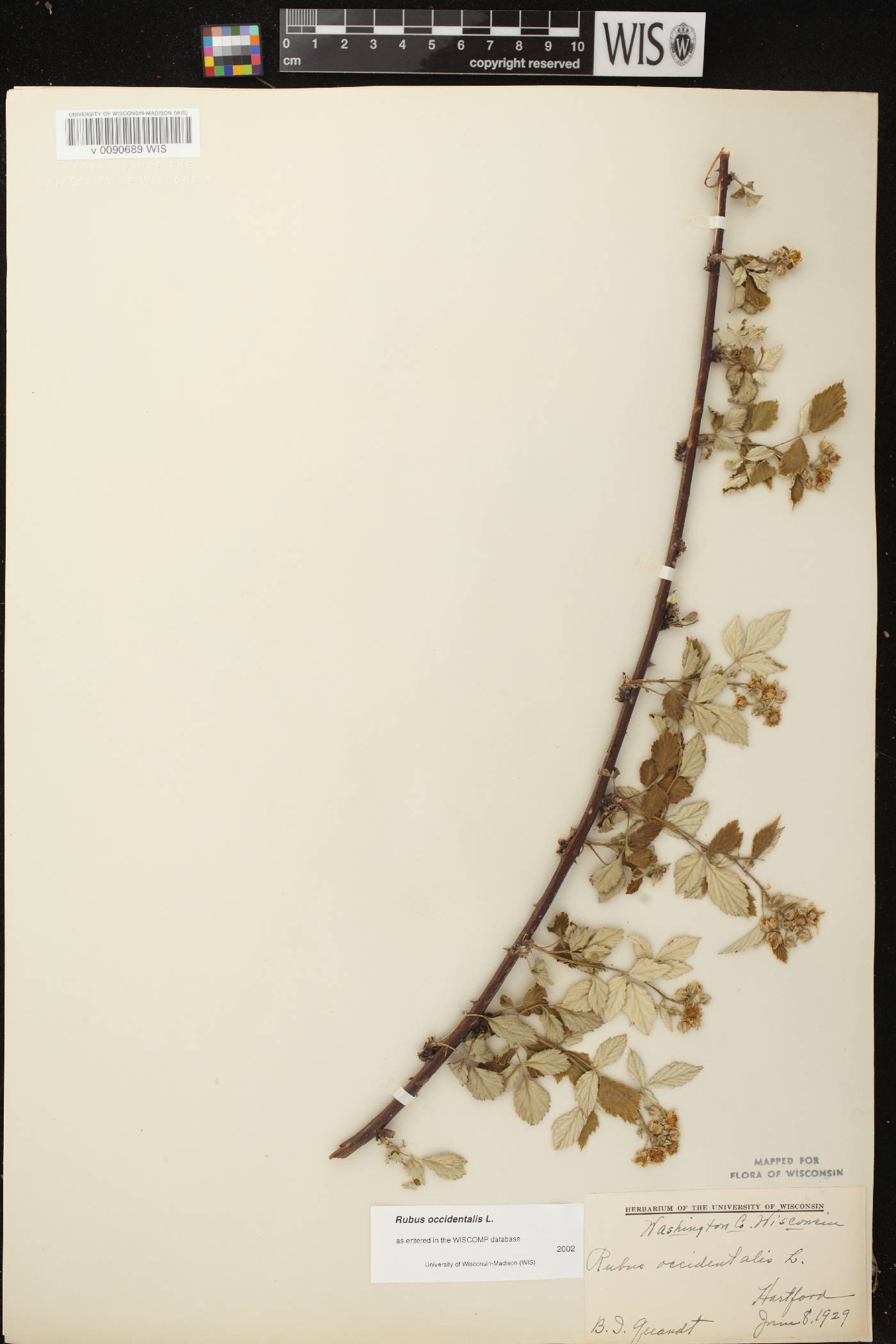 Rubus occidentalis image