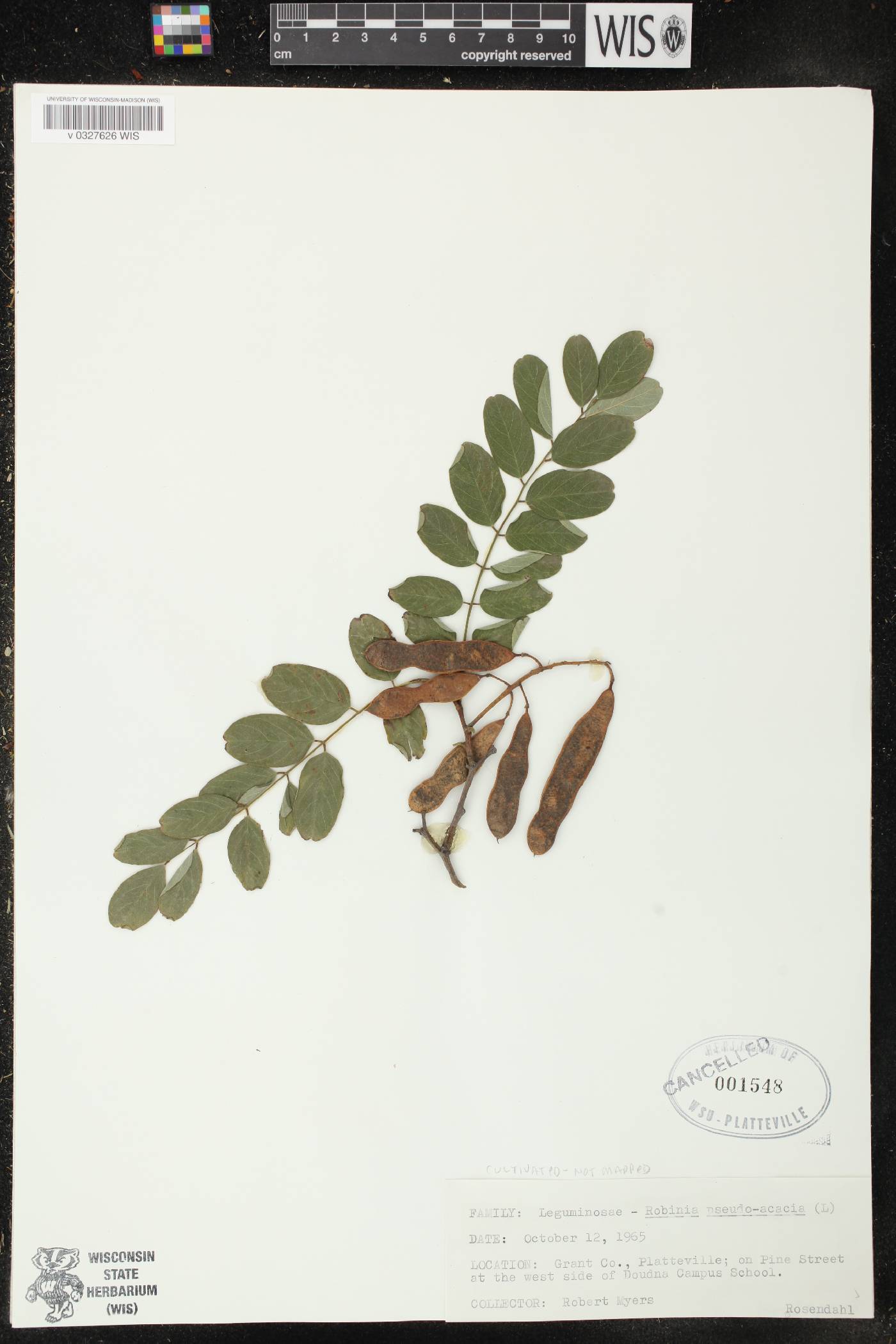 Robinia pseudoacacia image