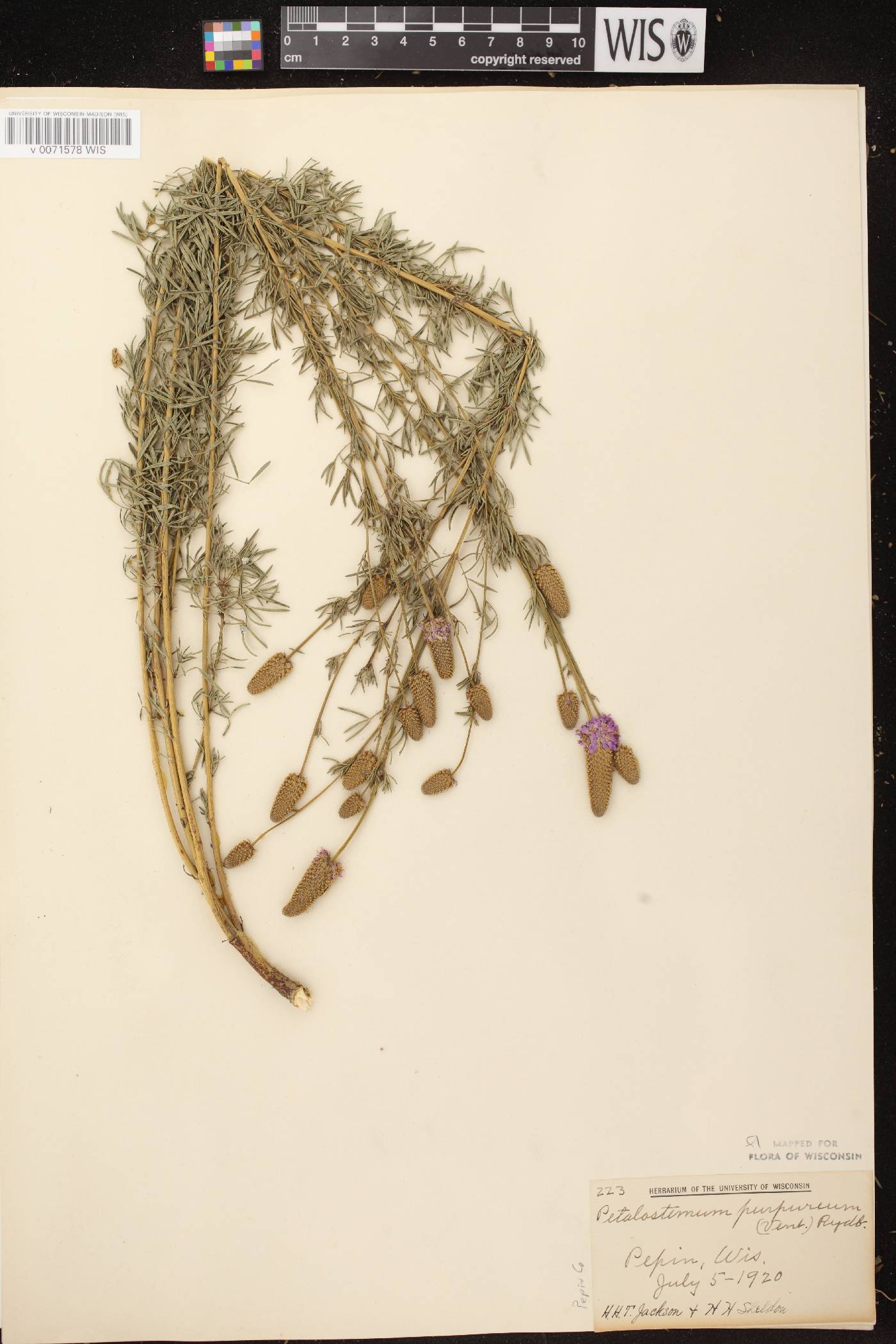 Dalea purpurea var. purpurea image