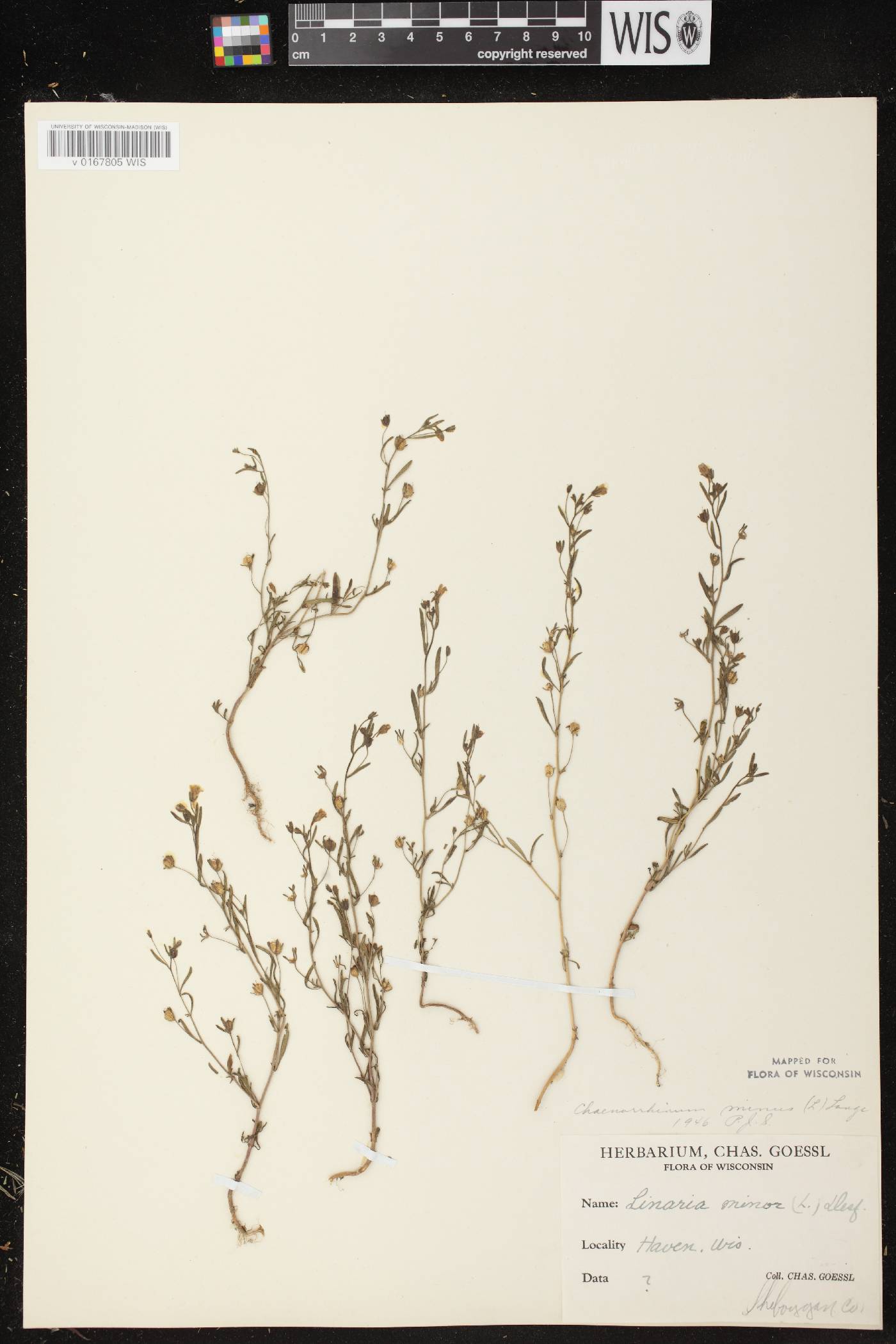 Chaenorhinum minus image