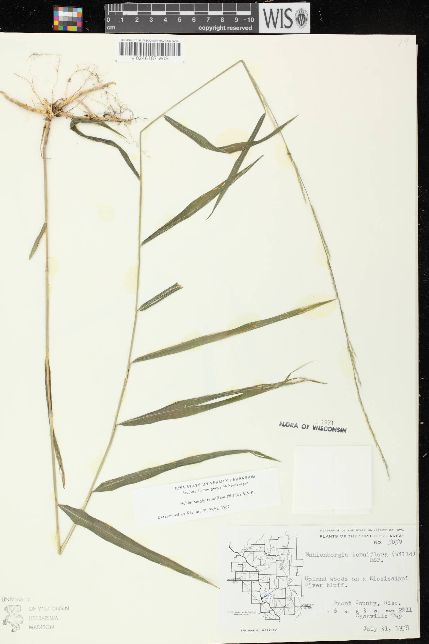 Muhlenbergia tenuiflora image