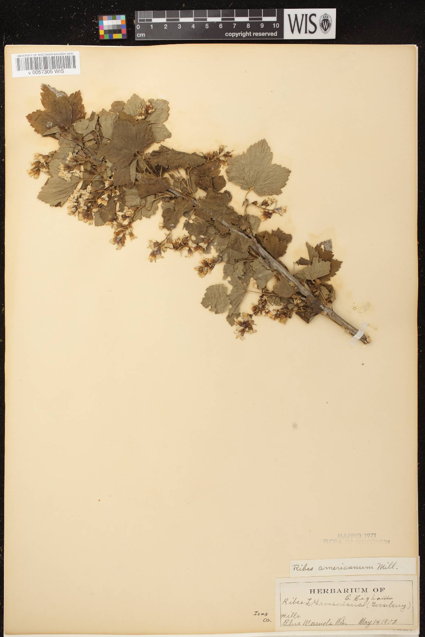 Ribes americanum image