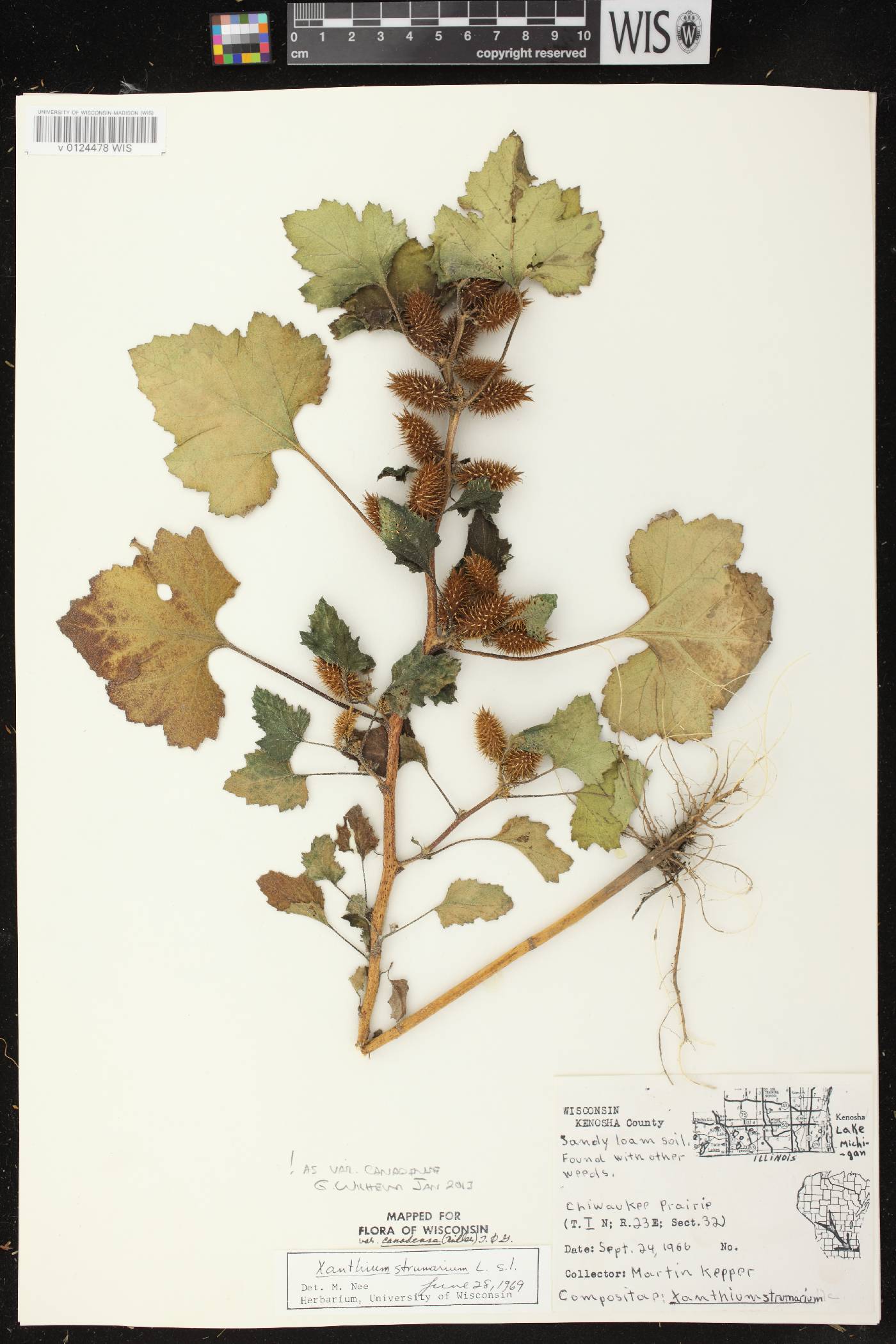 Xanthium strumarium image