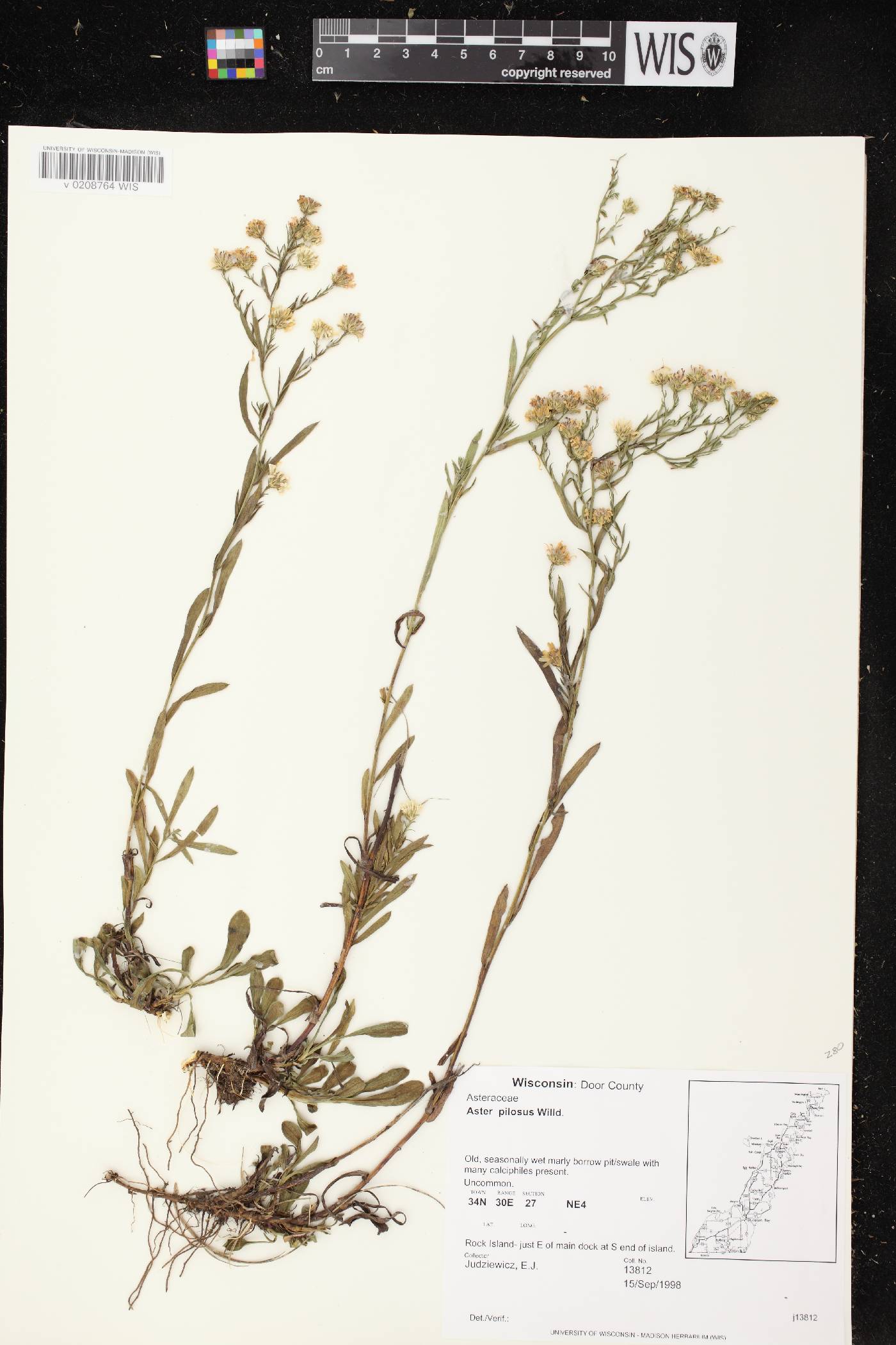 Symphyotrichum pilosum image