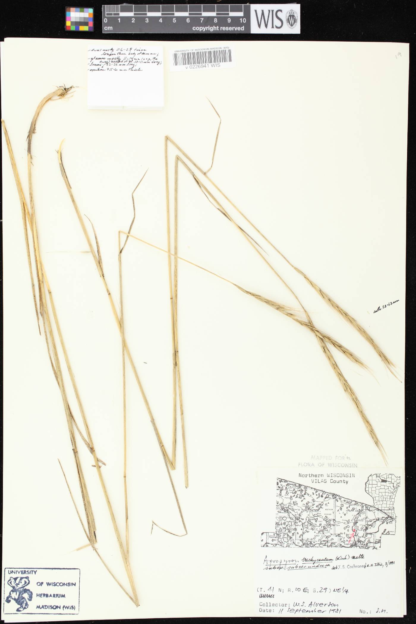 Elymus trachycaulus subsp. subsecundus image