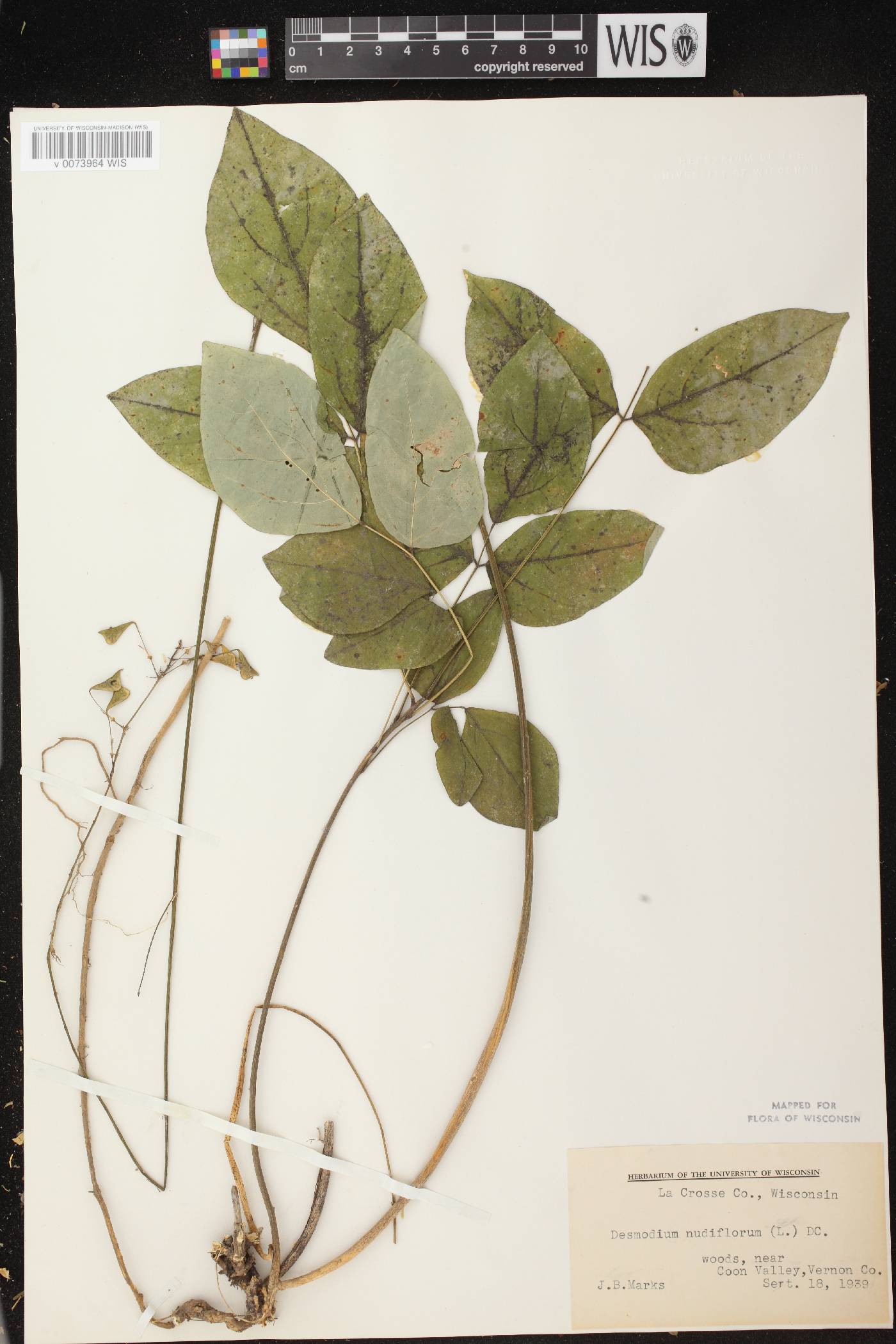Hylodesmum nudiflorum image