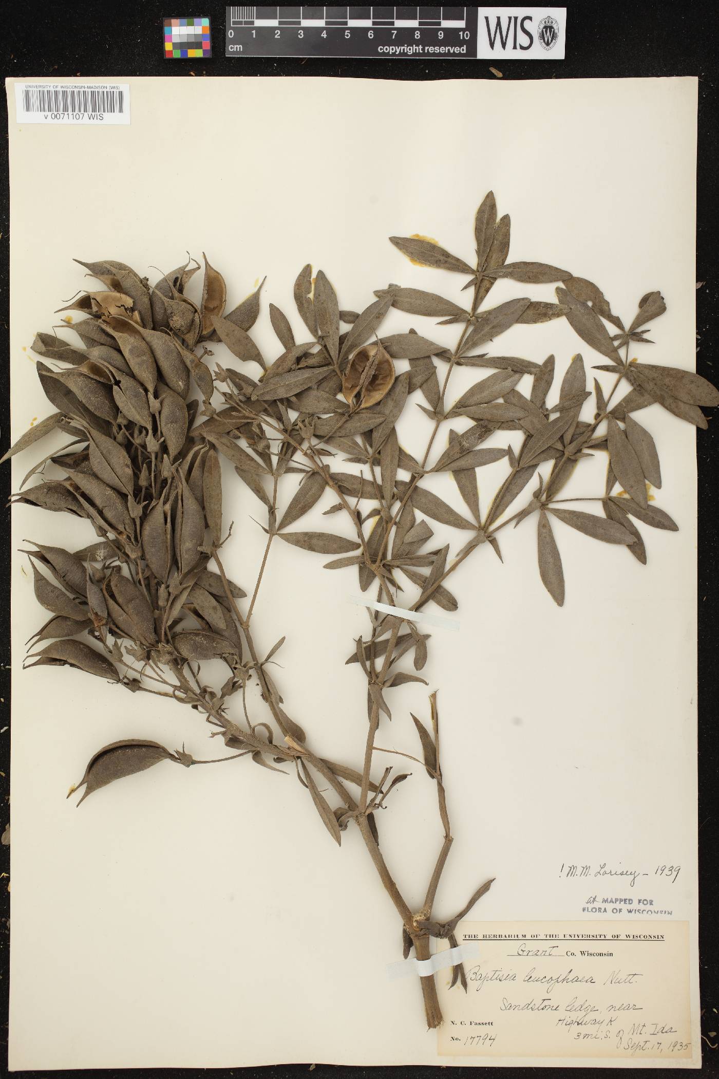 Baptisia leucophaea image