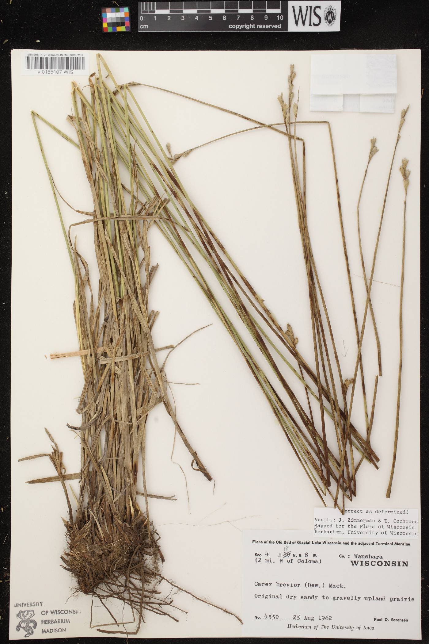 Carex brevior image