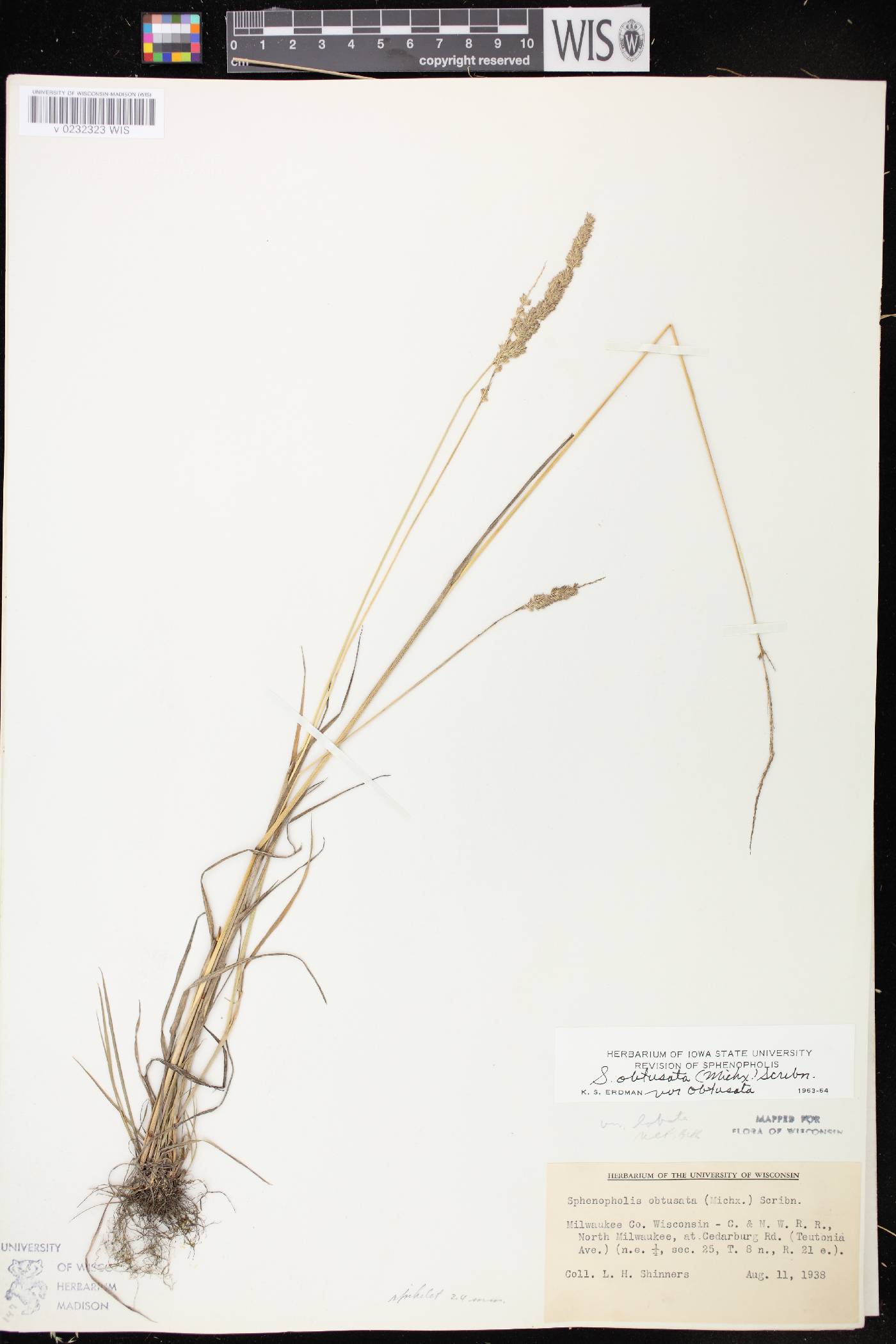 Sphenopholis obtusata image