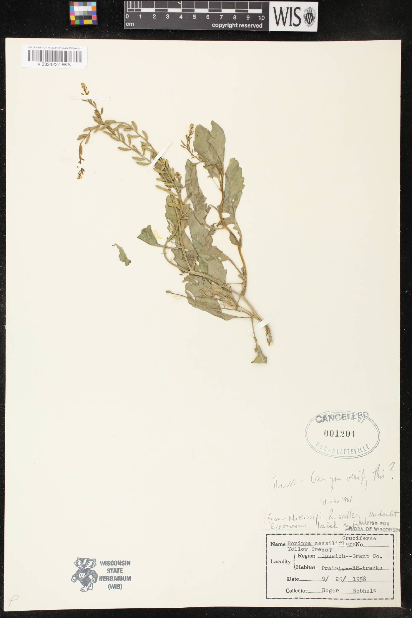 Rorippa sessiliflora image