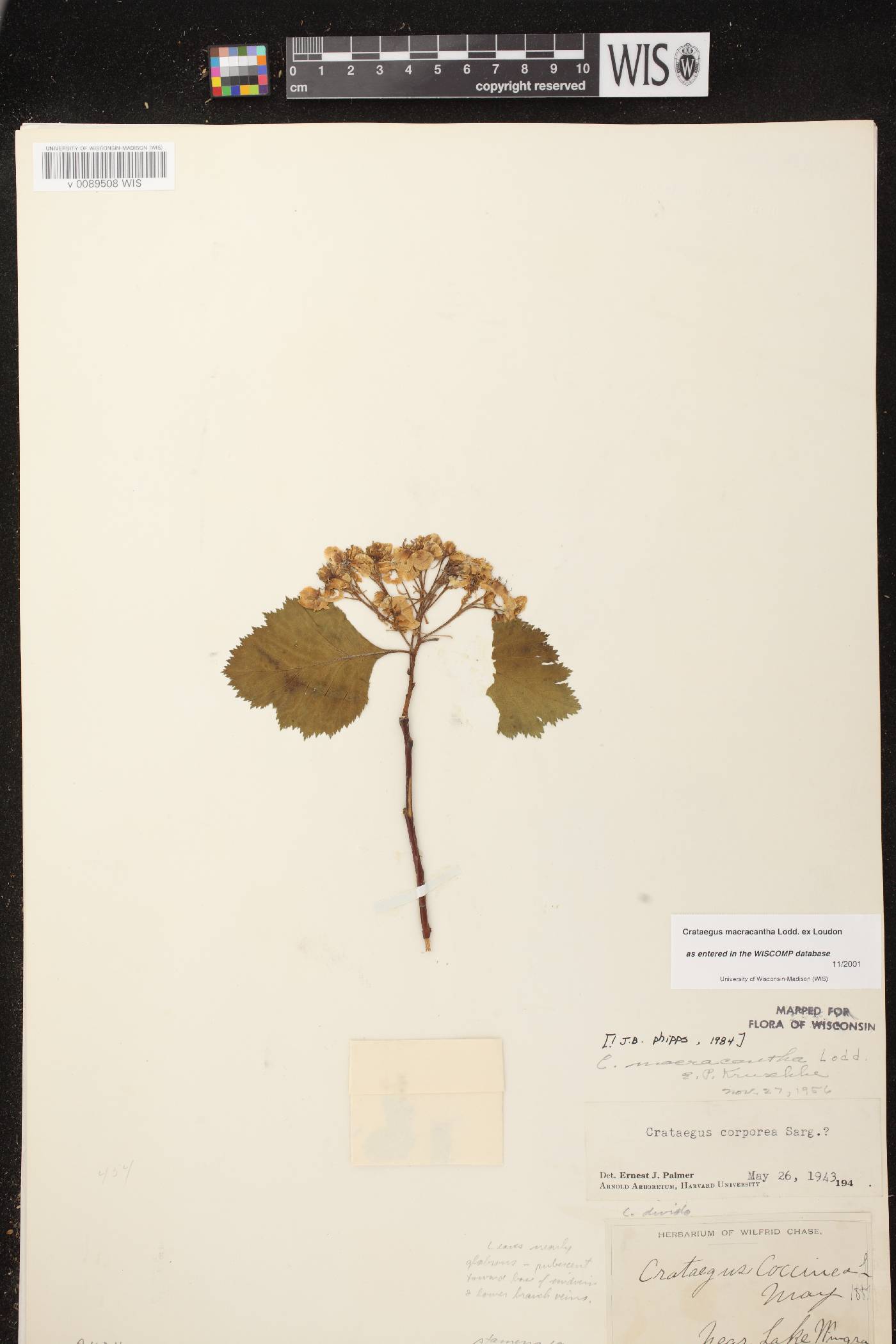 Crataegus macracantha image