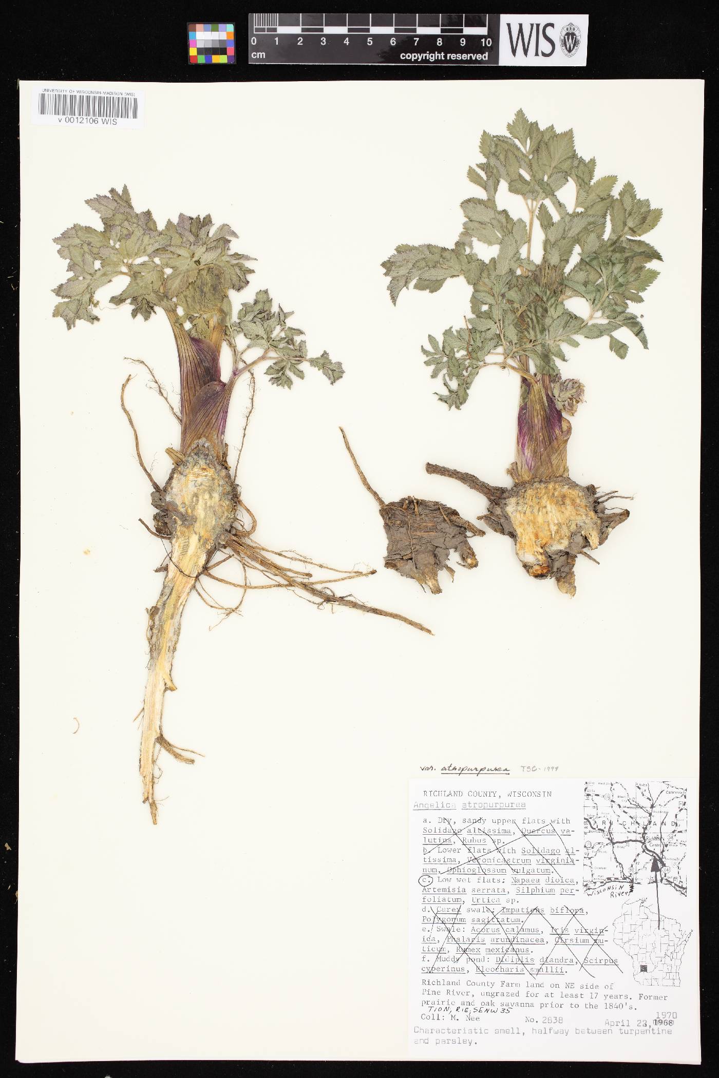 Angelica atropurpurea var. atropurpurea image