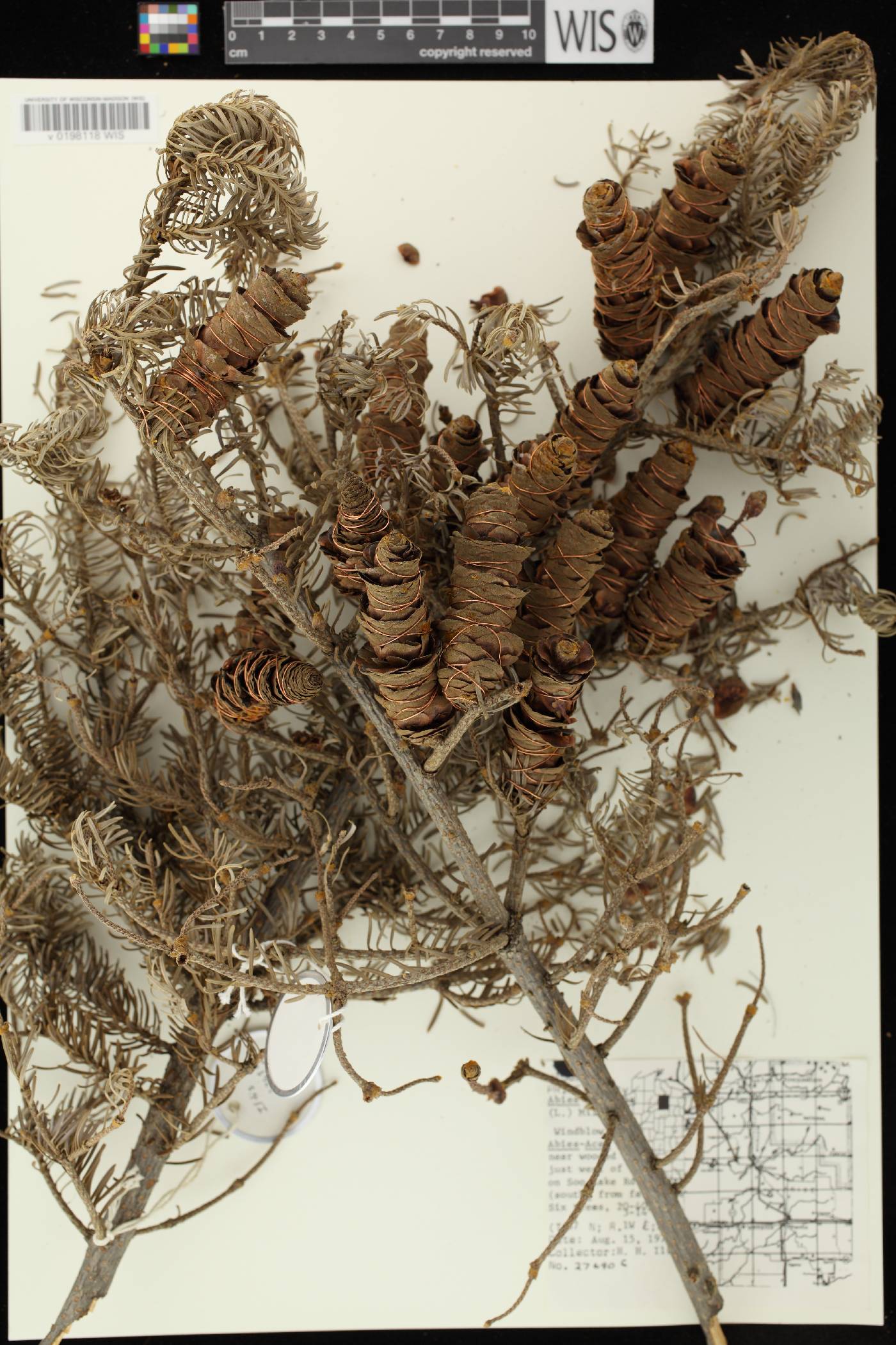 Abies balsamea image