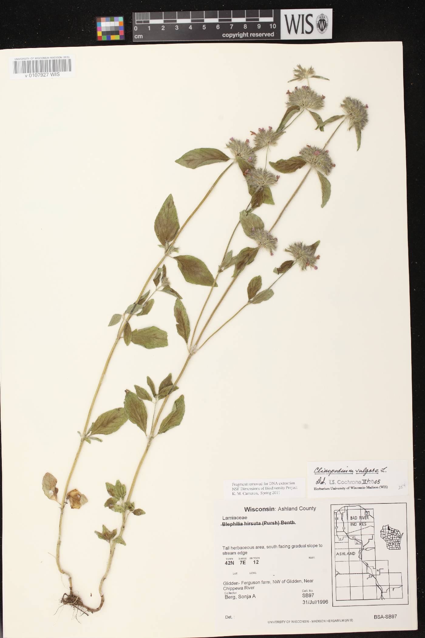 Clinopodium vulgare image