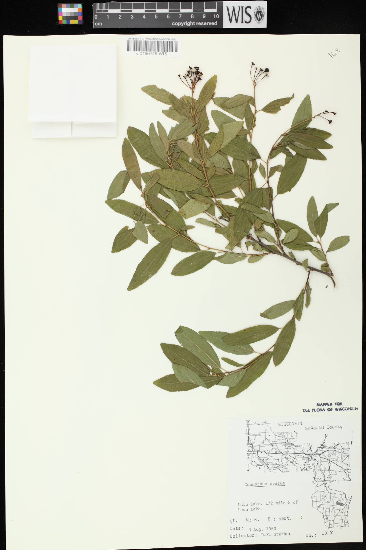 Ceanothus herbaceus image