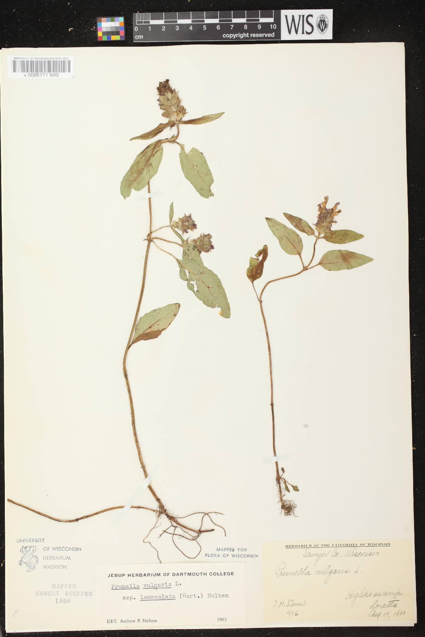 Prunella vulgaris subsp. lanceolata image